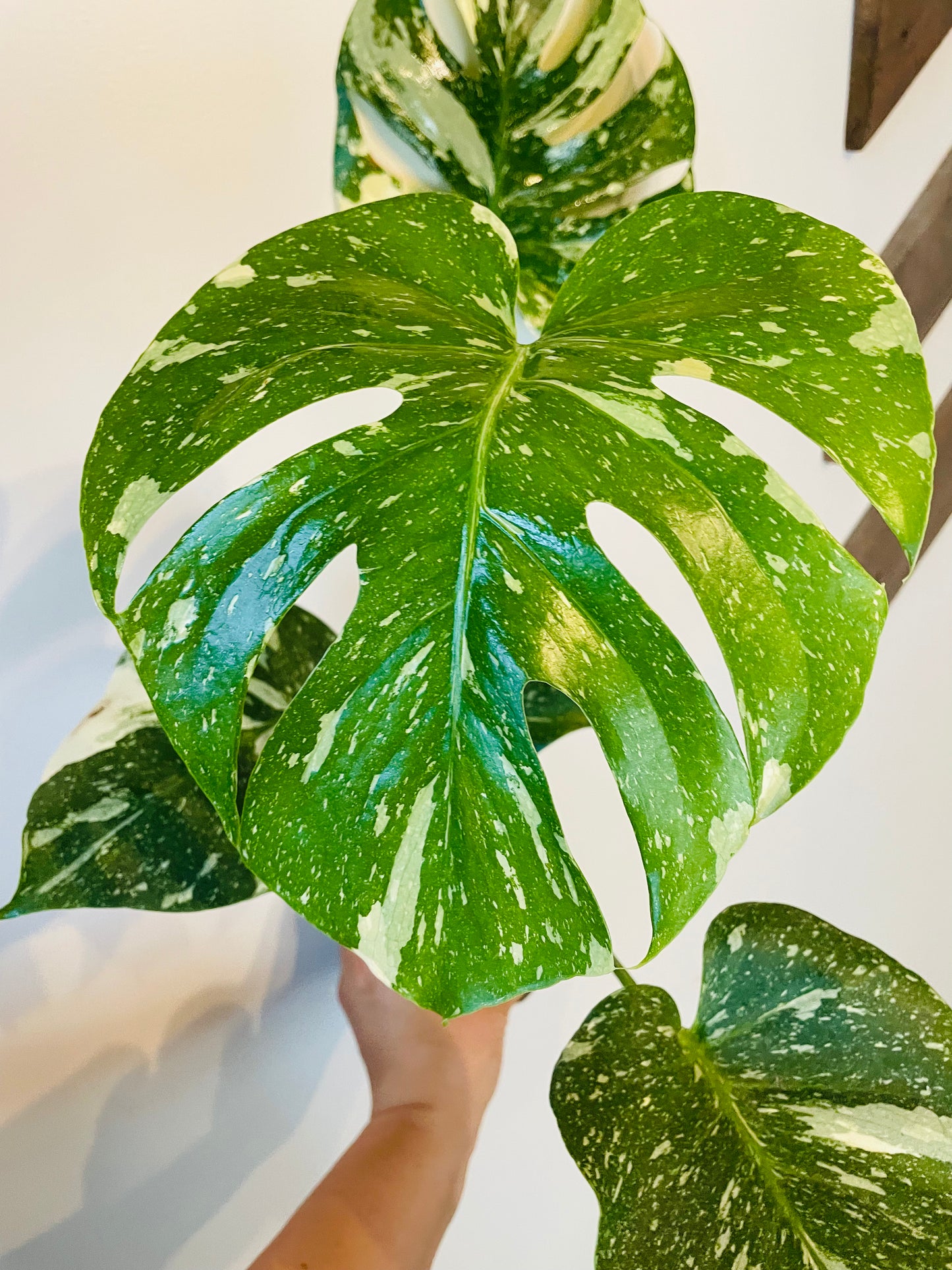 Monstera Thai Constellation