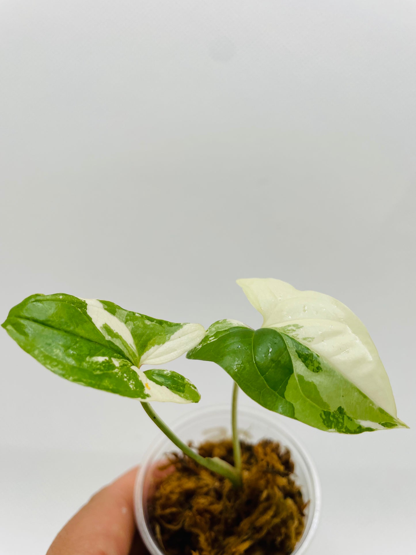 Syngonium Albo #35