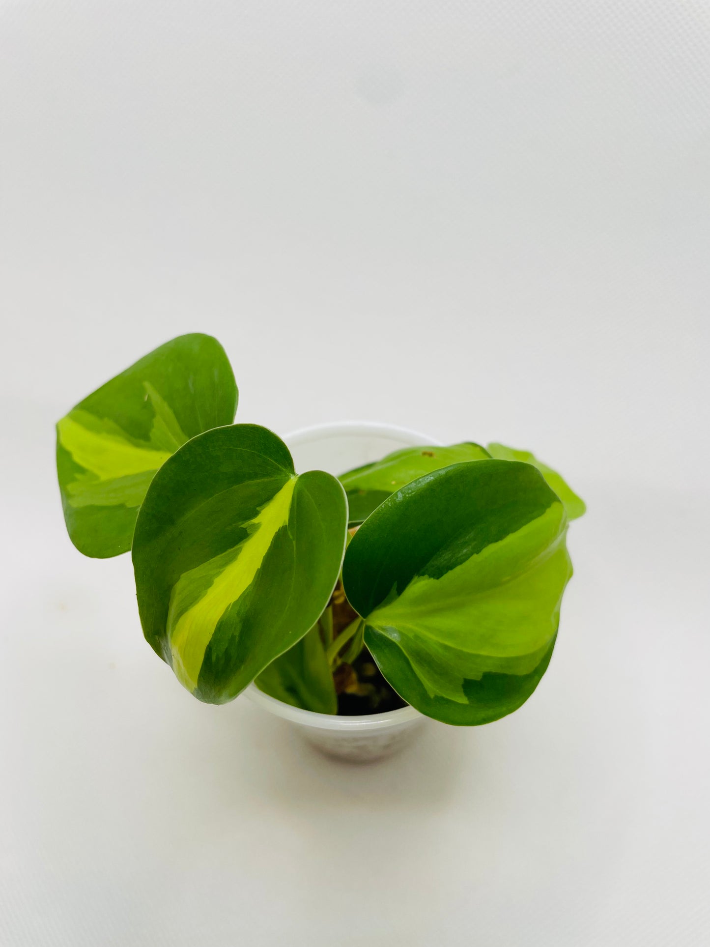 Philodendron Brazil #24