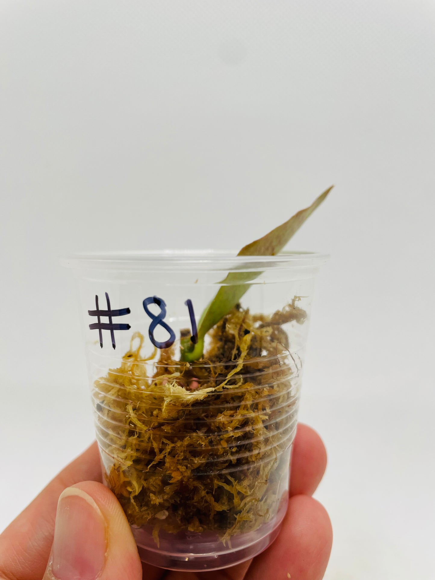 Hoya Sipitangensis #81