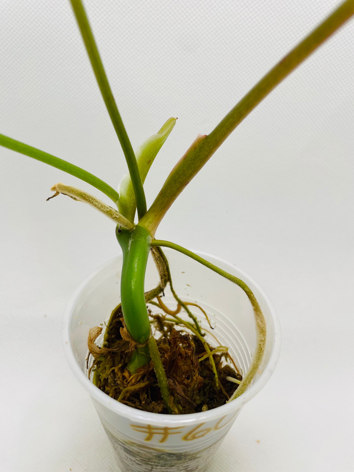 Philodendron Burle Marx #60