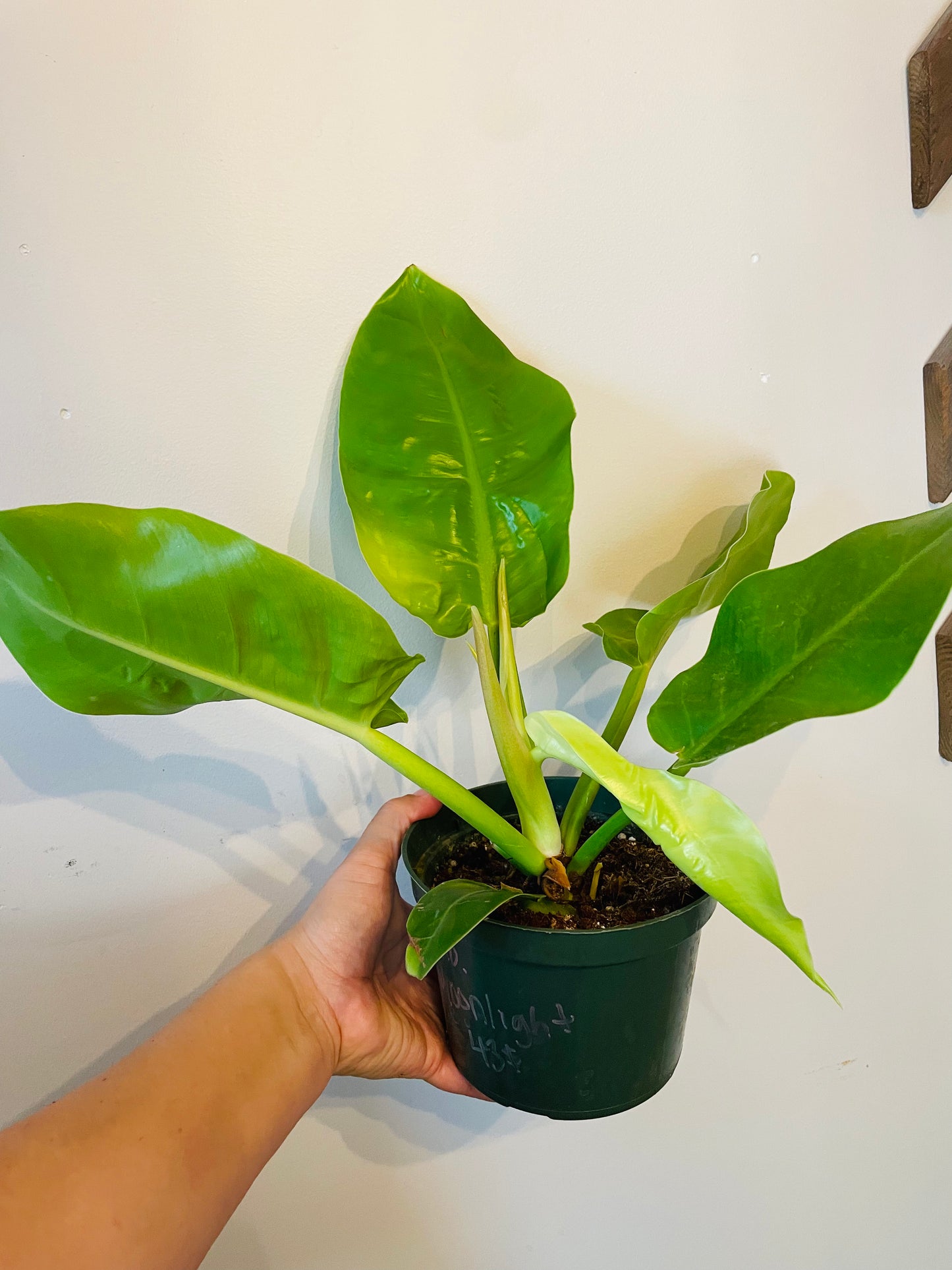 Philodendron Moonlight