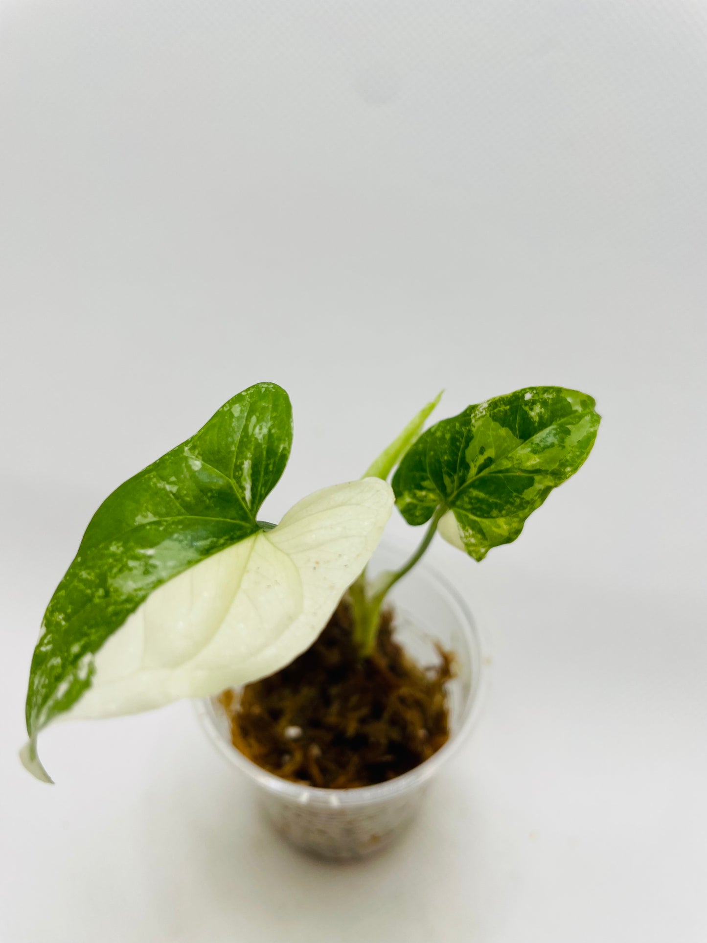 Syngonium Albo #29