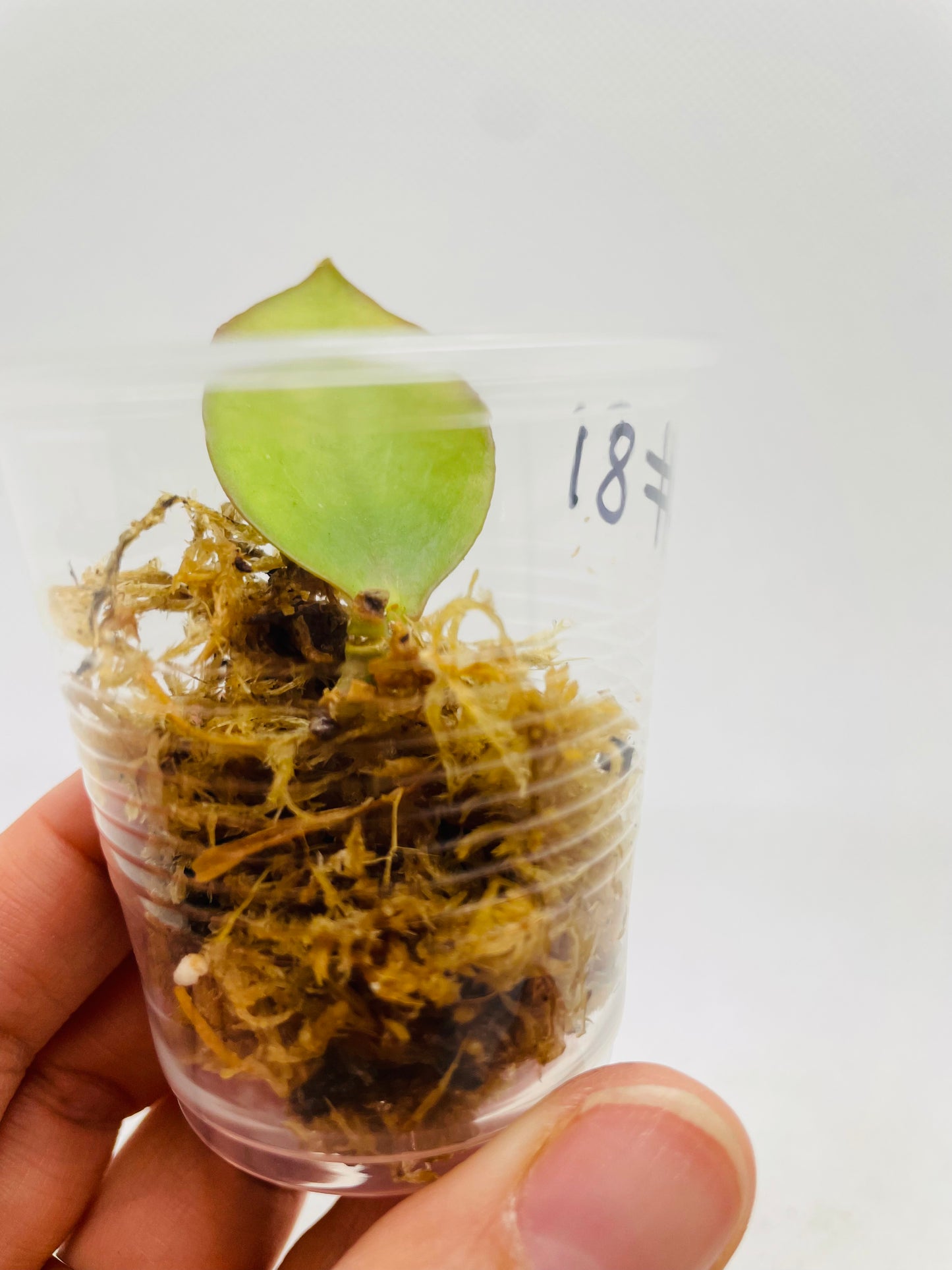 Hoya Sipitangensis #81