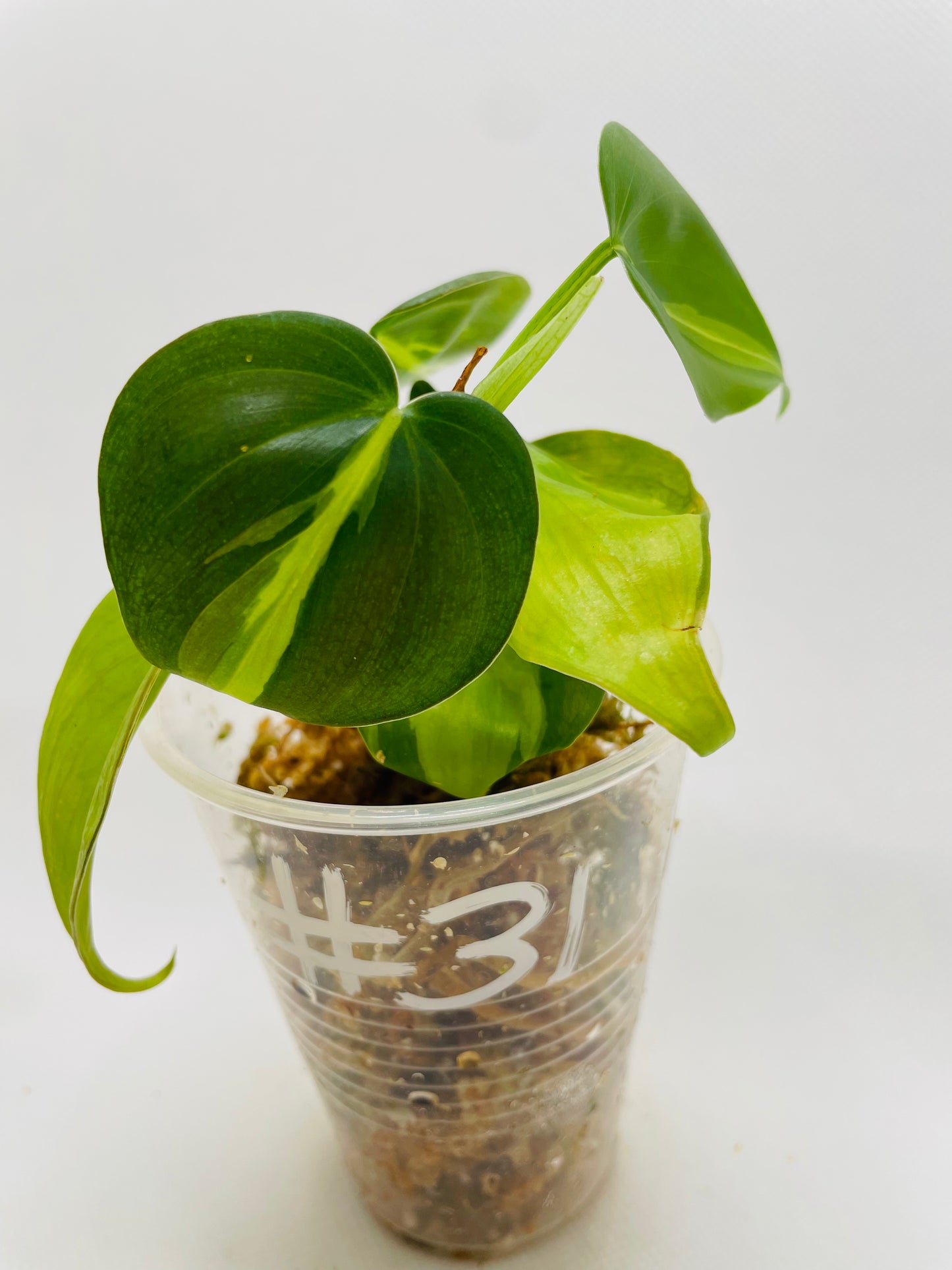 Philodendron Brazil #31