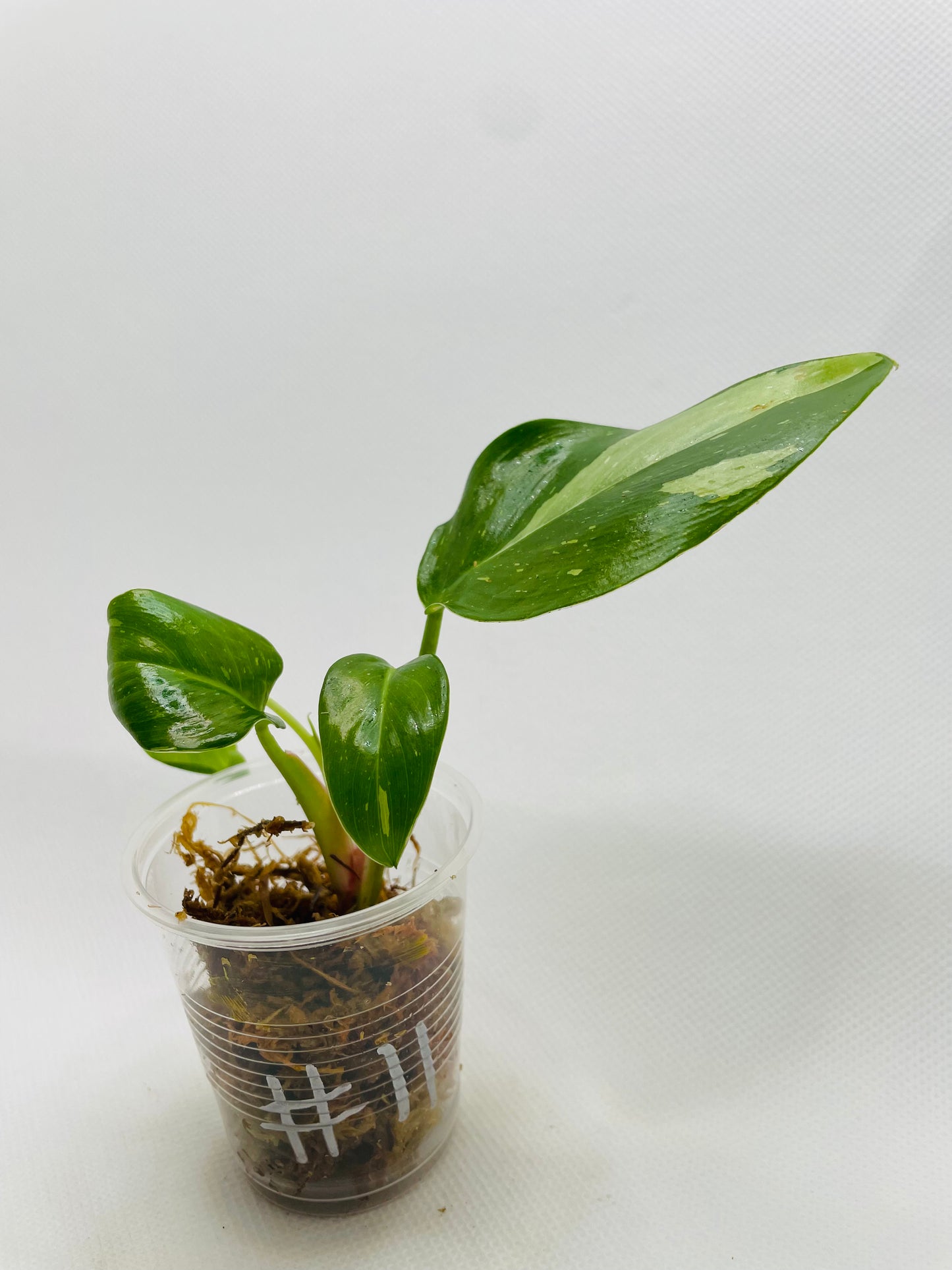 Philodendron White Princess #11