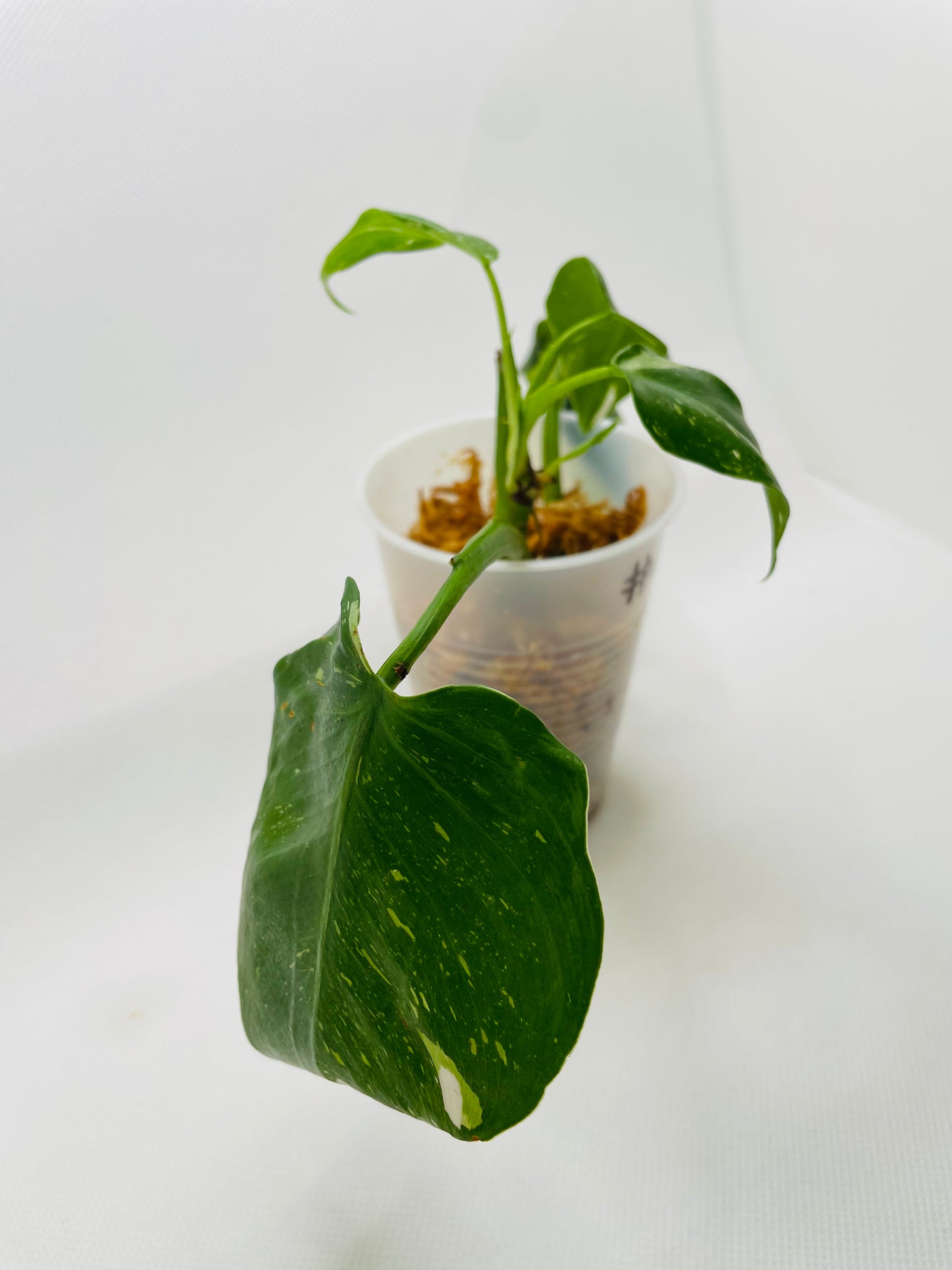 Philodendron White Princess #14