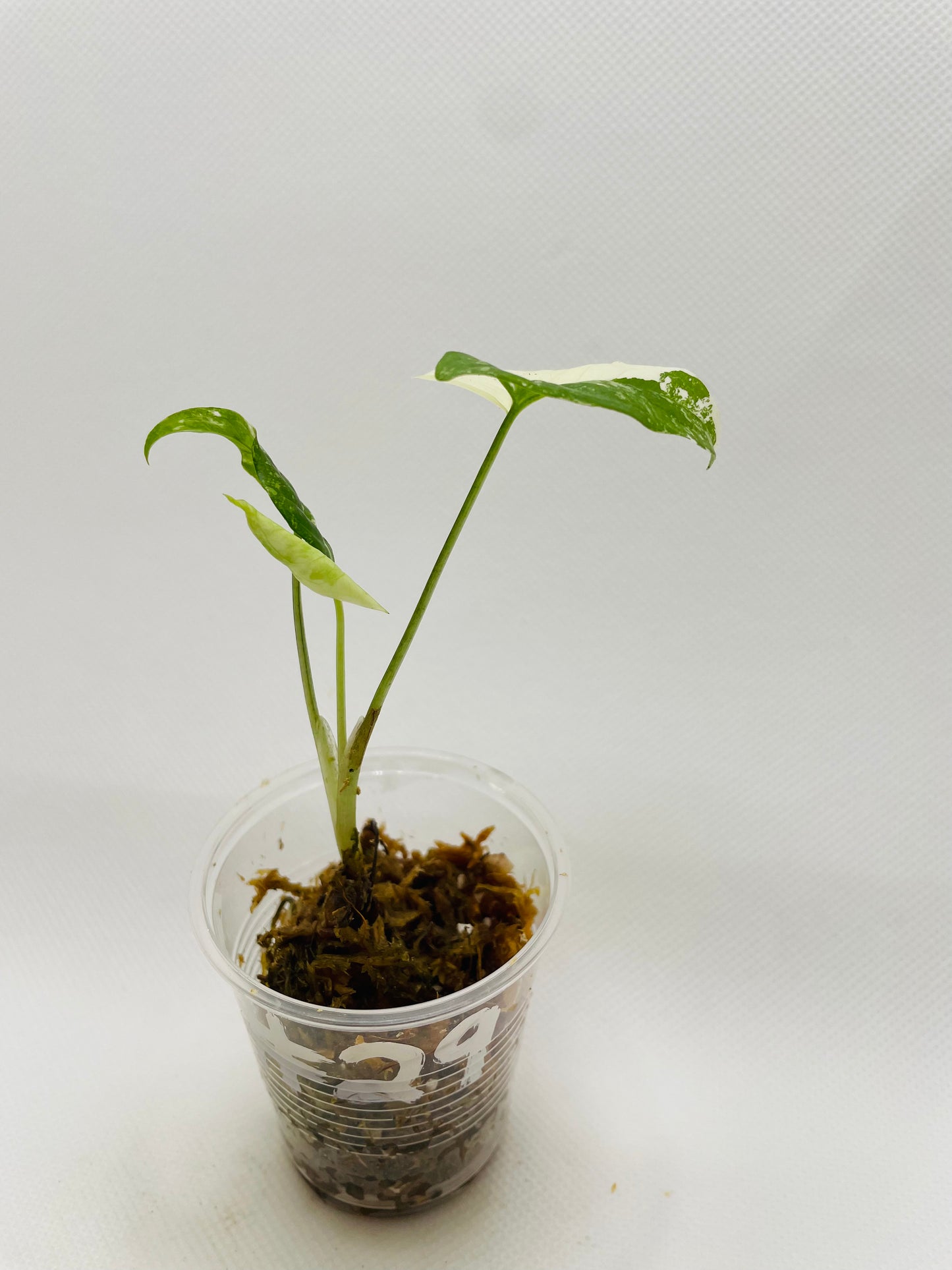 Syngonium Albo #29