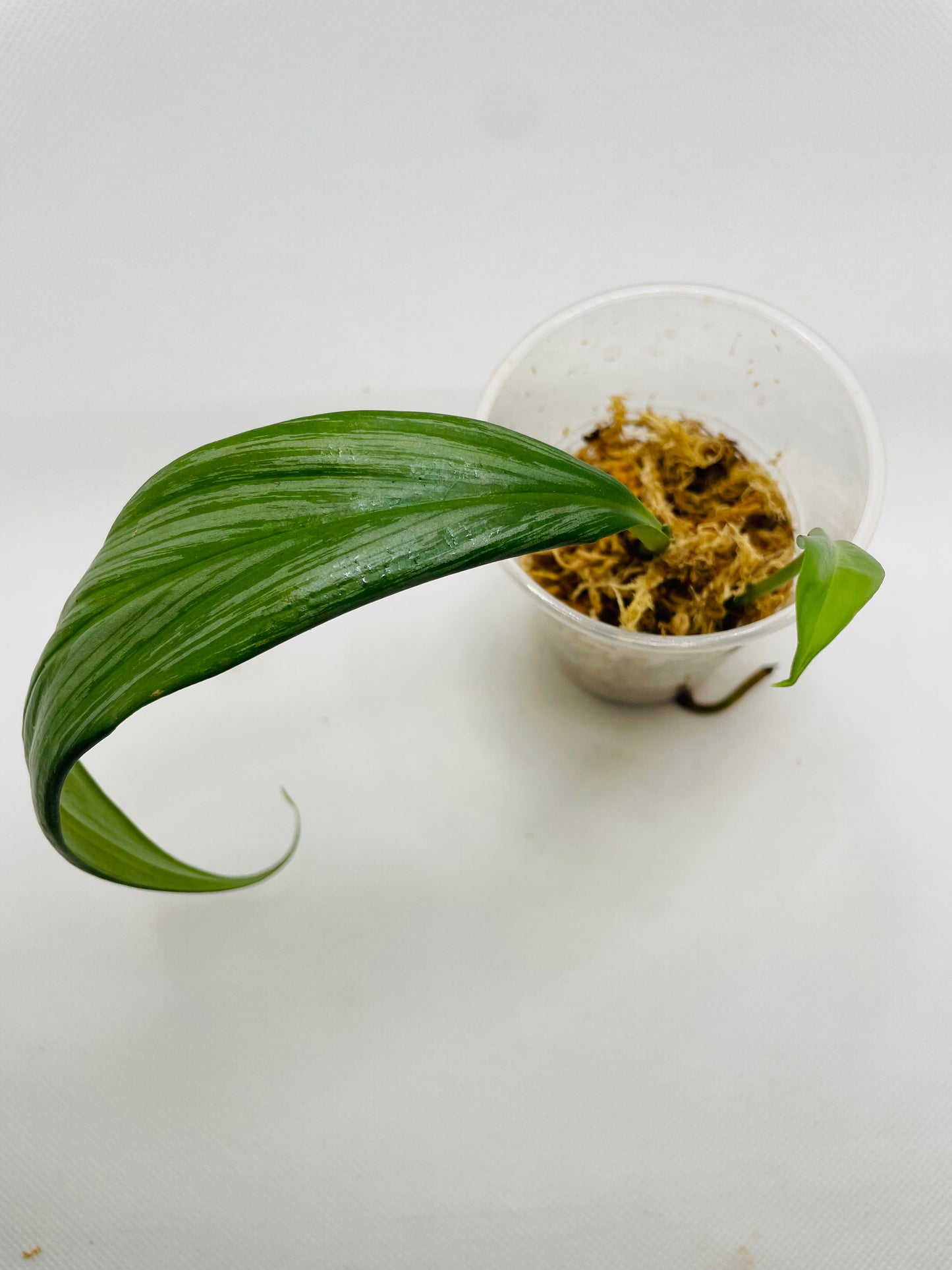 Epipremnum Amplissimum Silver #36