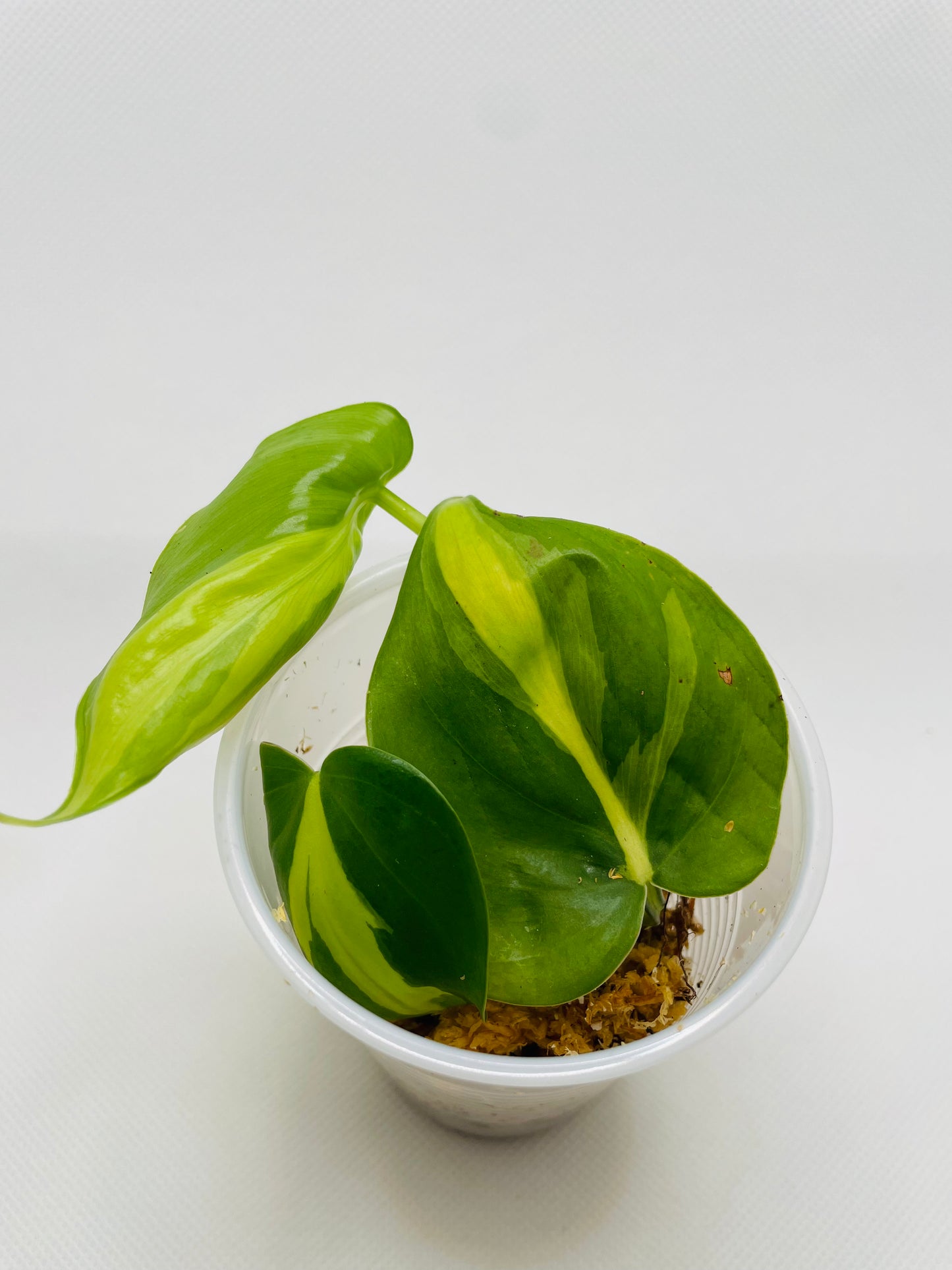 Philodendron Brazil #7