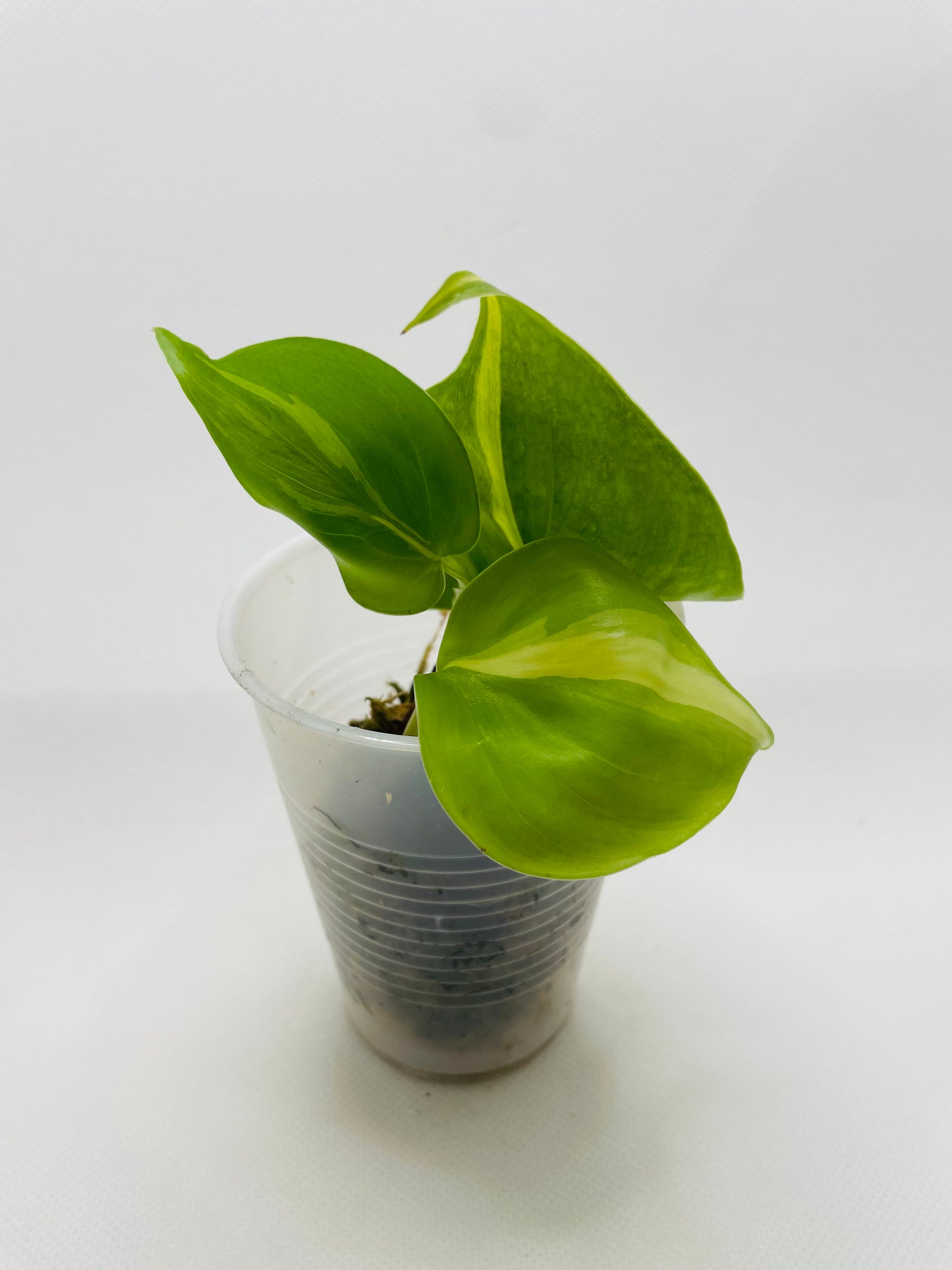 Philodendron Brazil #8