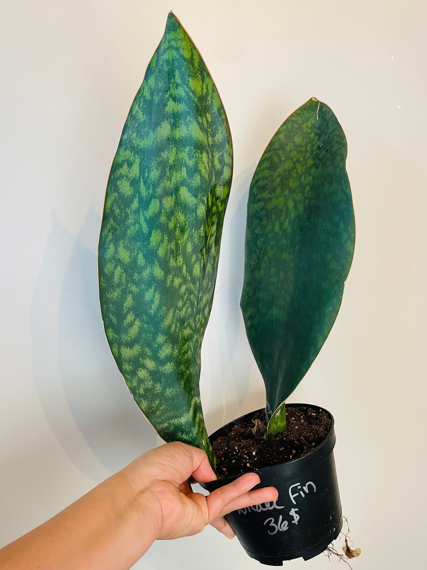 Sansevieria Whale Fin