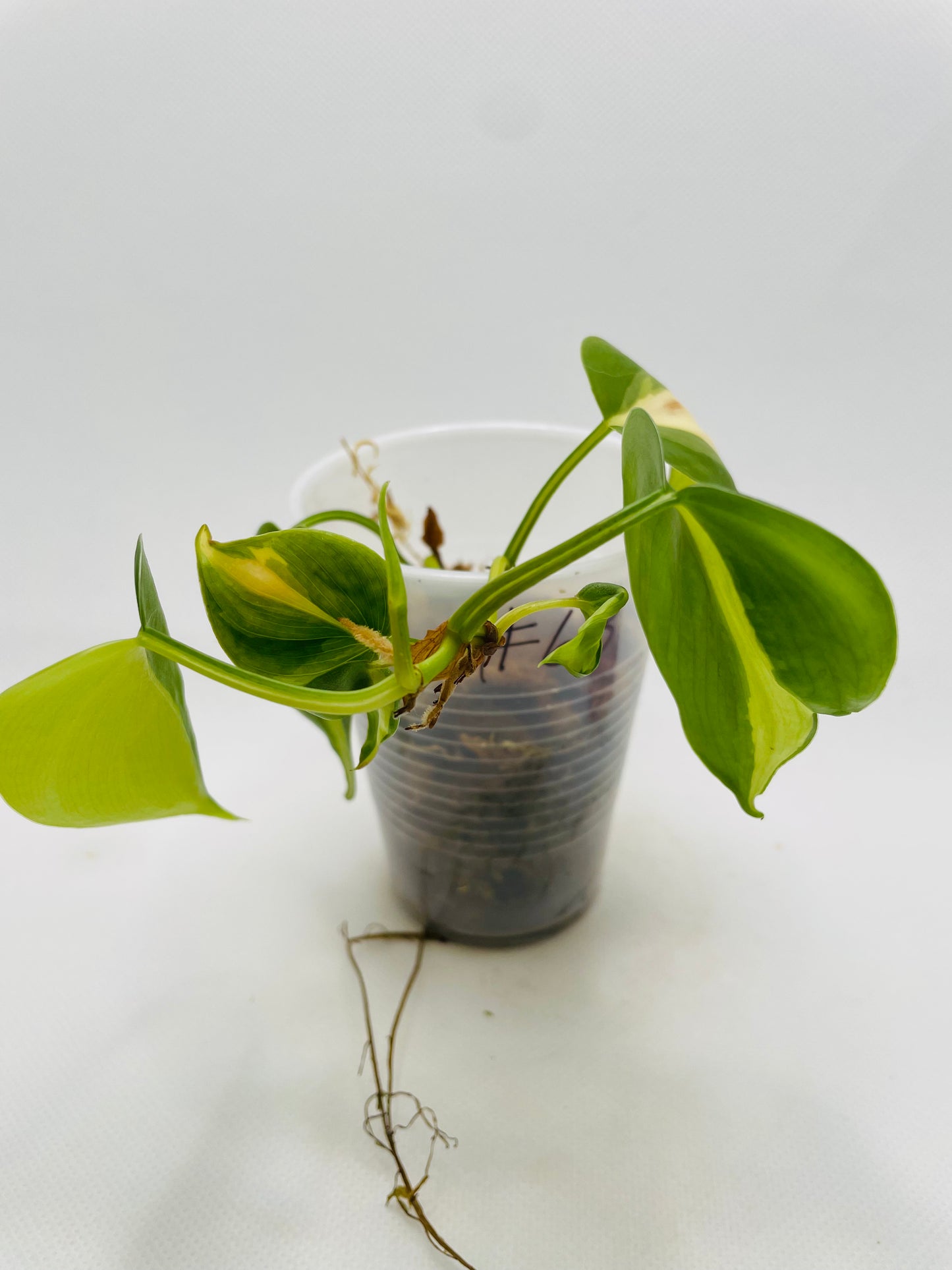 Philodendron Brazil #68