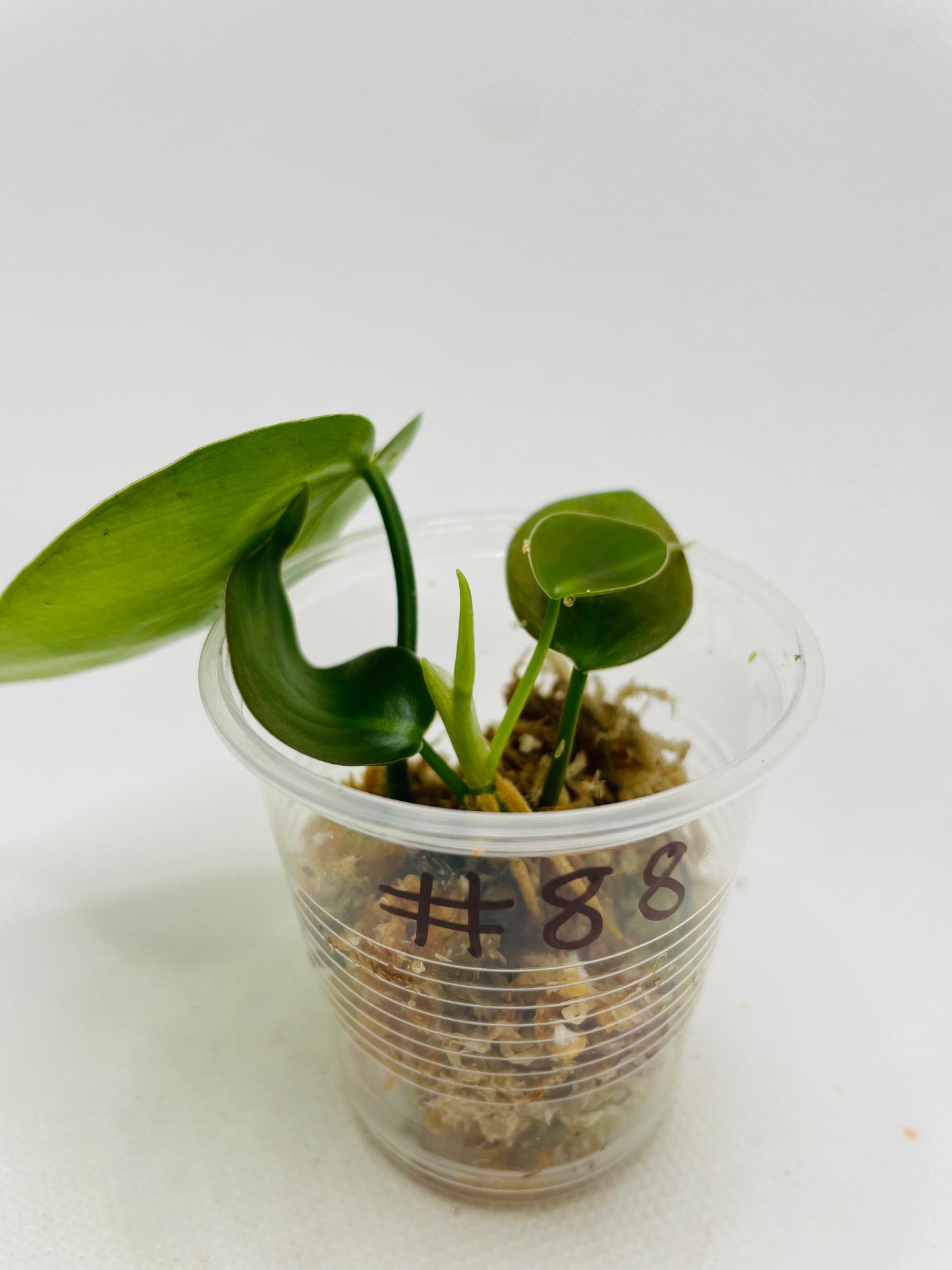 Philodendron Heartleaf #88