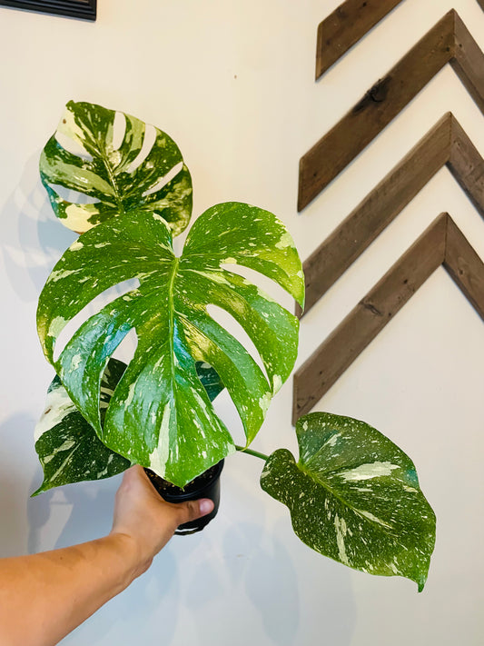 Monstera Thai Constellation