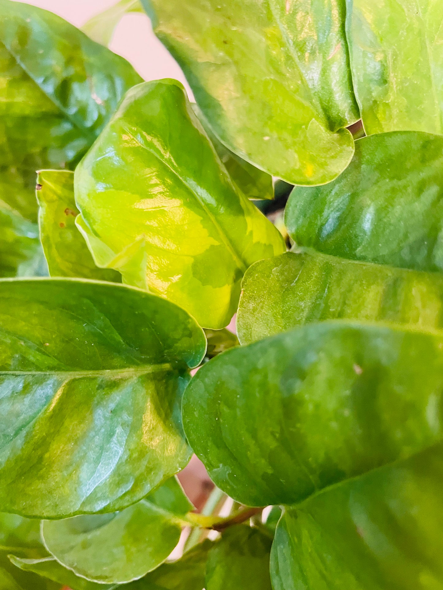 Lemon Merangue Pothos