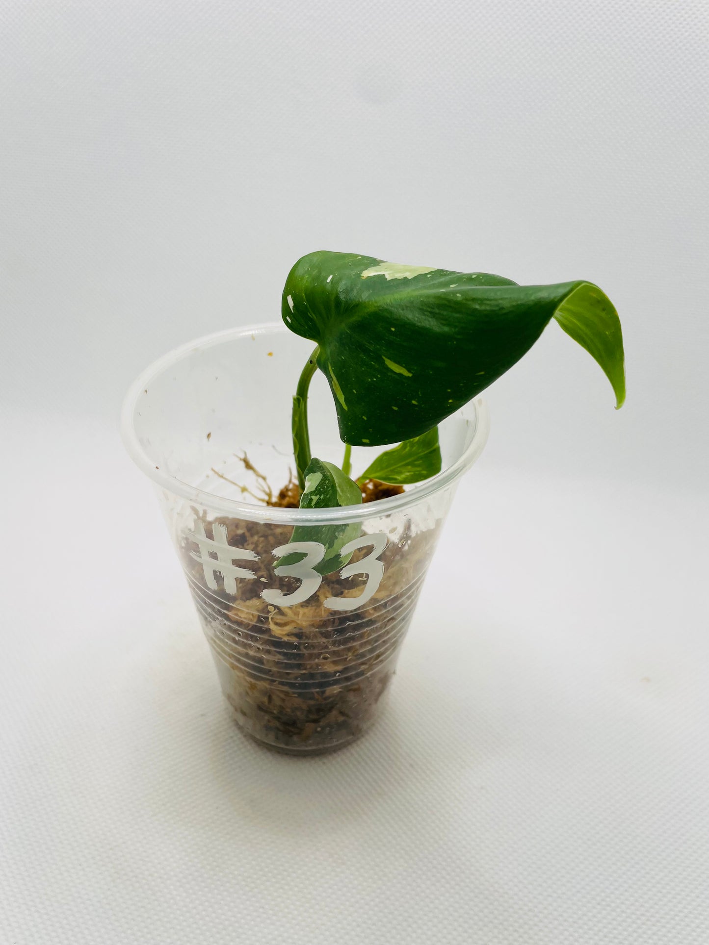 Philodendron White Princess #33