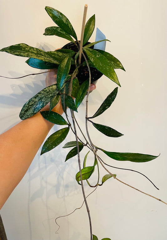 Hoya Pubicalyx Speckled