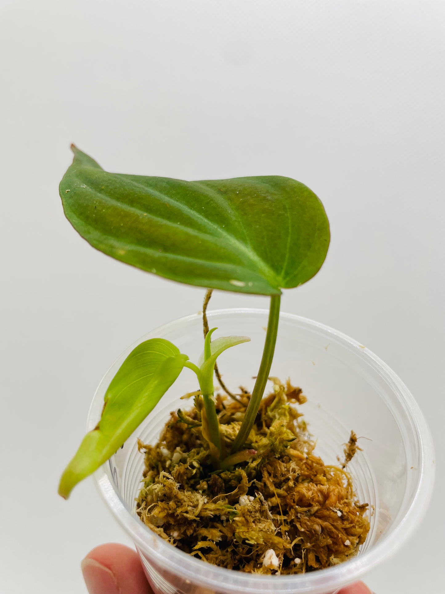 Philodendron Micans #86