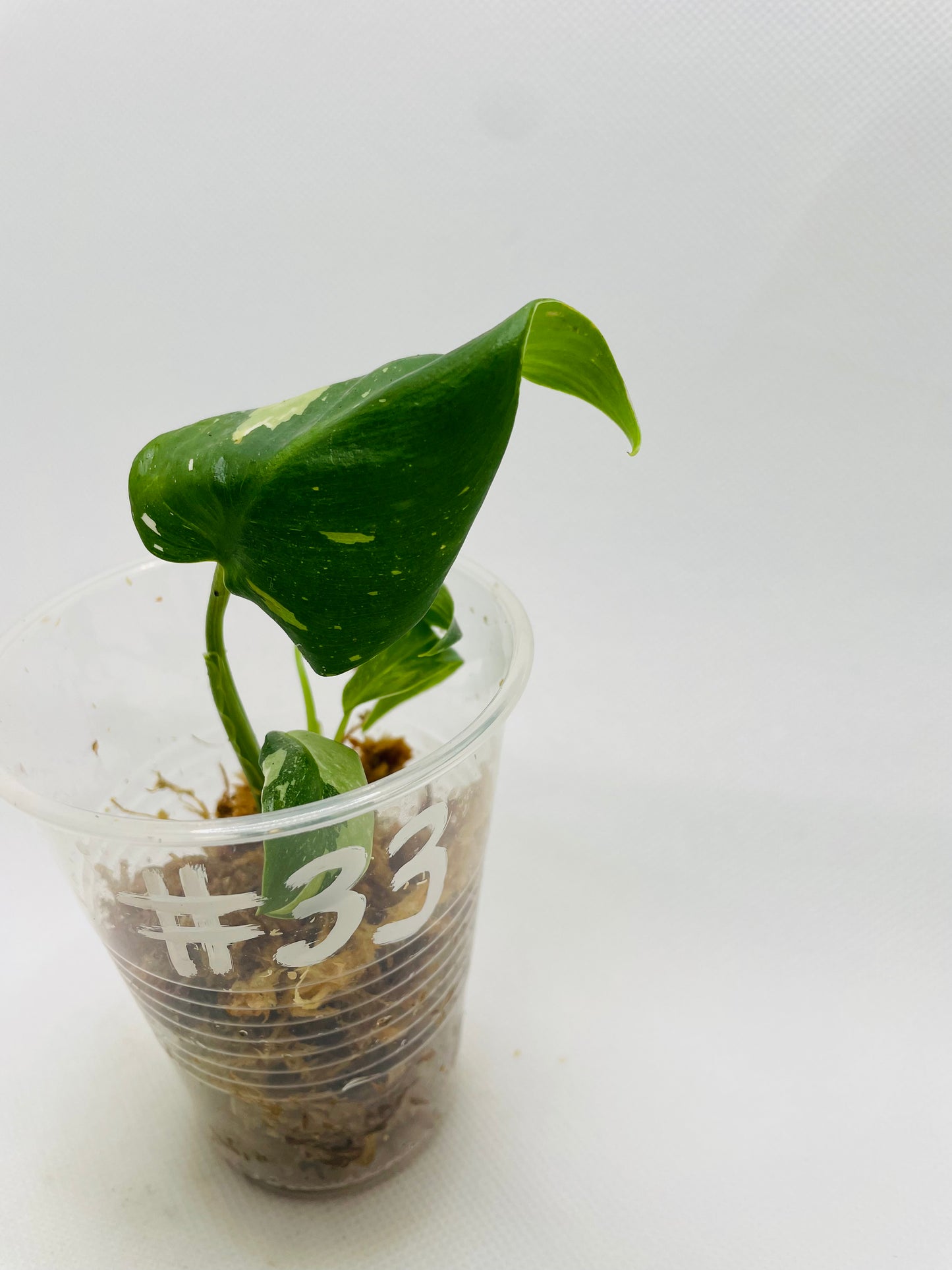 Philodendron White Princess #33