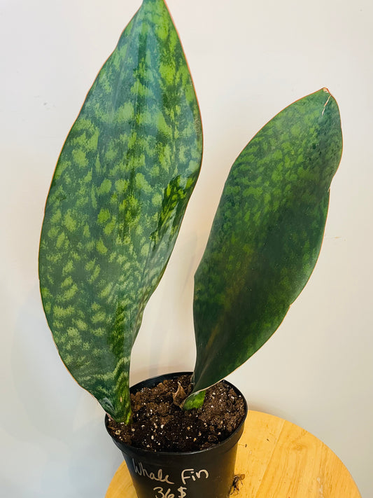 Sansevieria Whale Fin