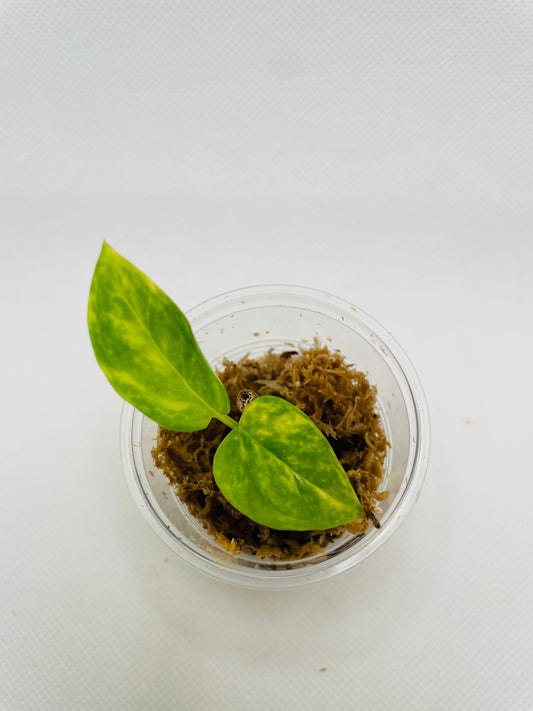 Hawaiian Pothos #72