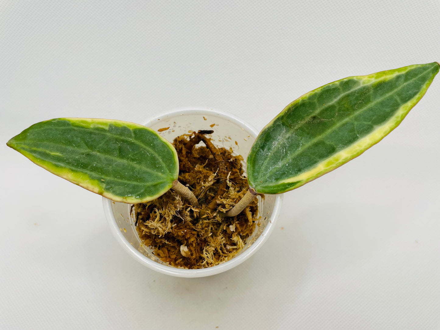 Hoya Macrophylla #70