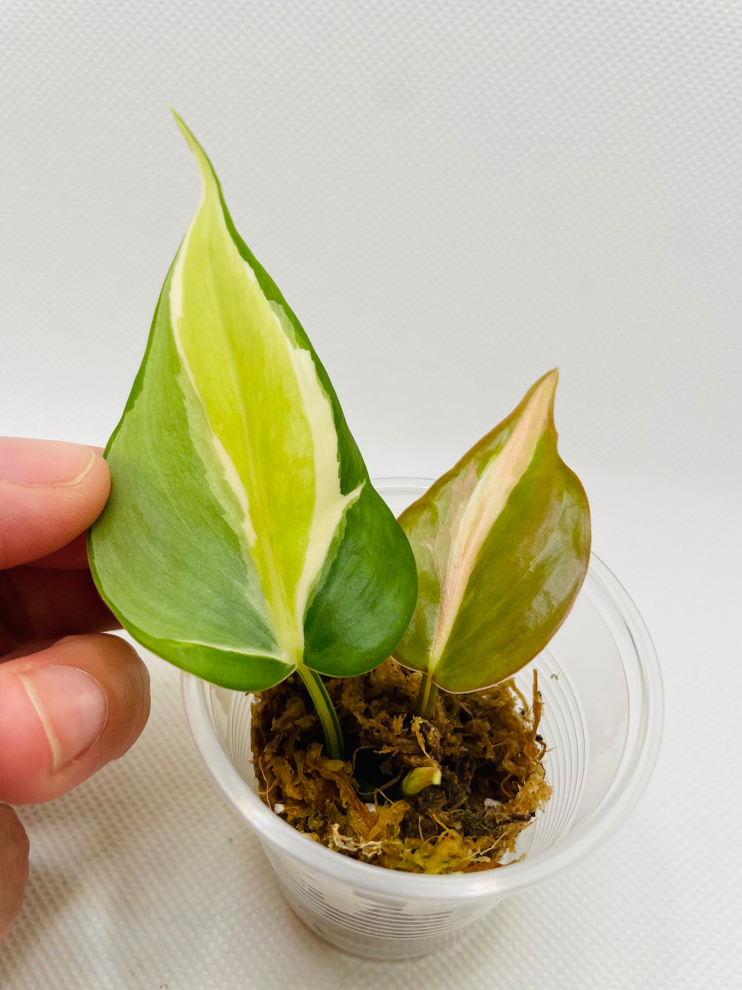 Philodendron Silver Stripe #43