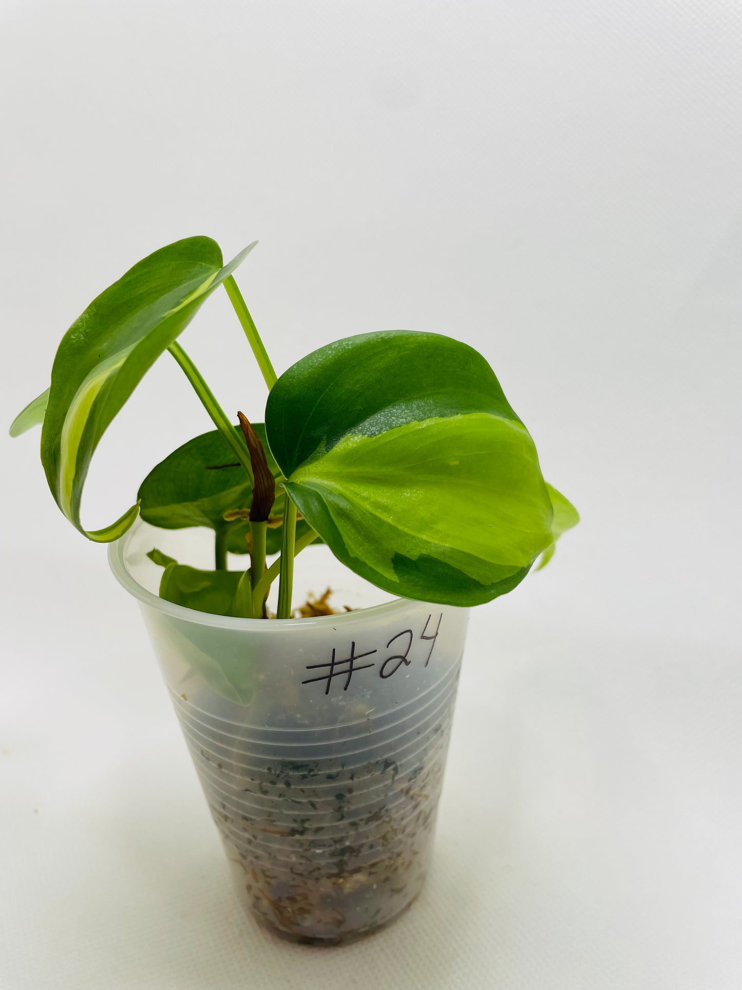 Philodendron Brazil #24