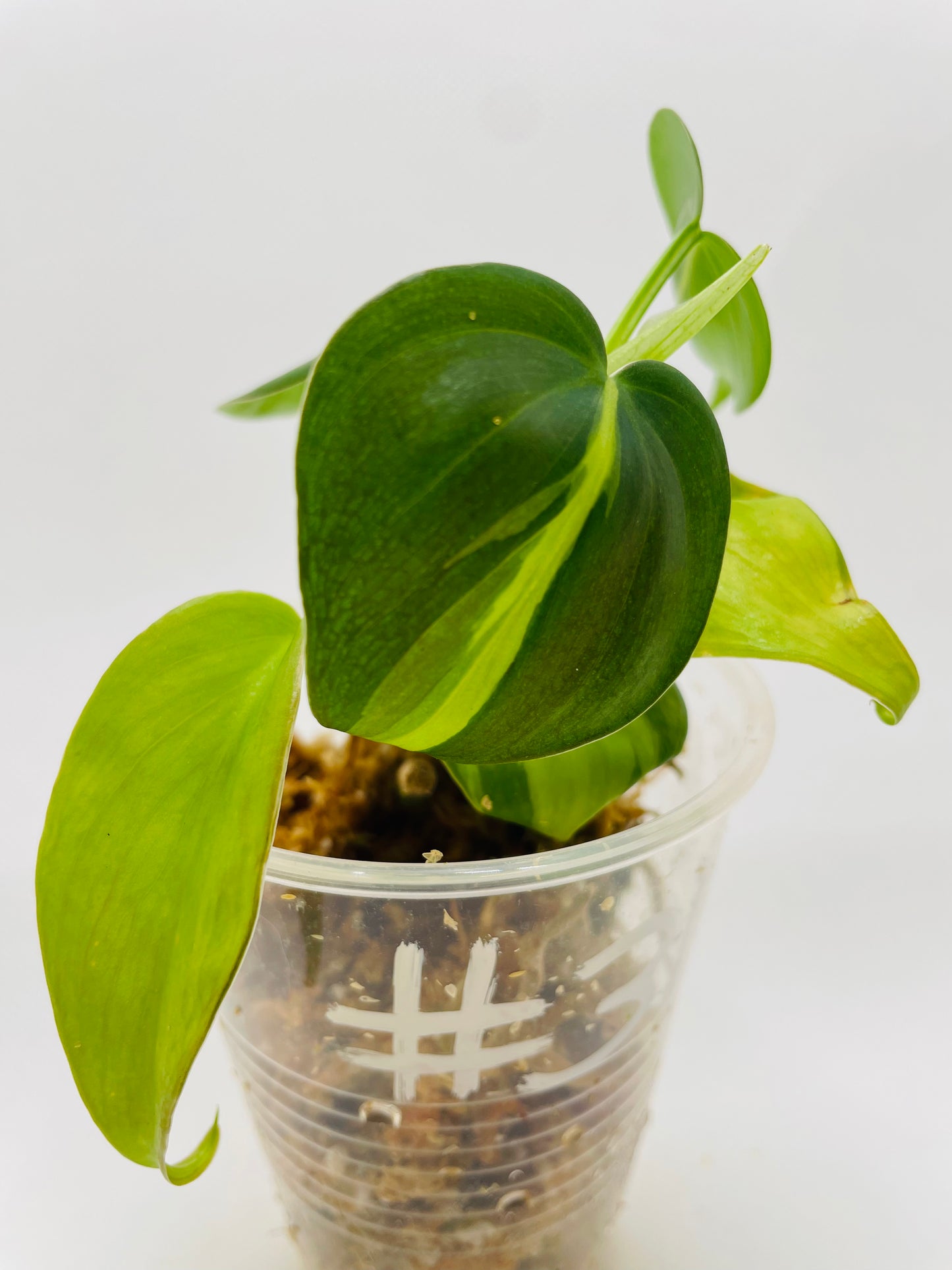 Philodendron Brazil #31