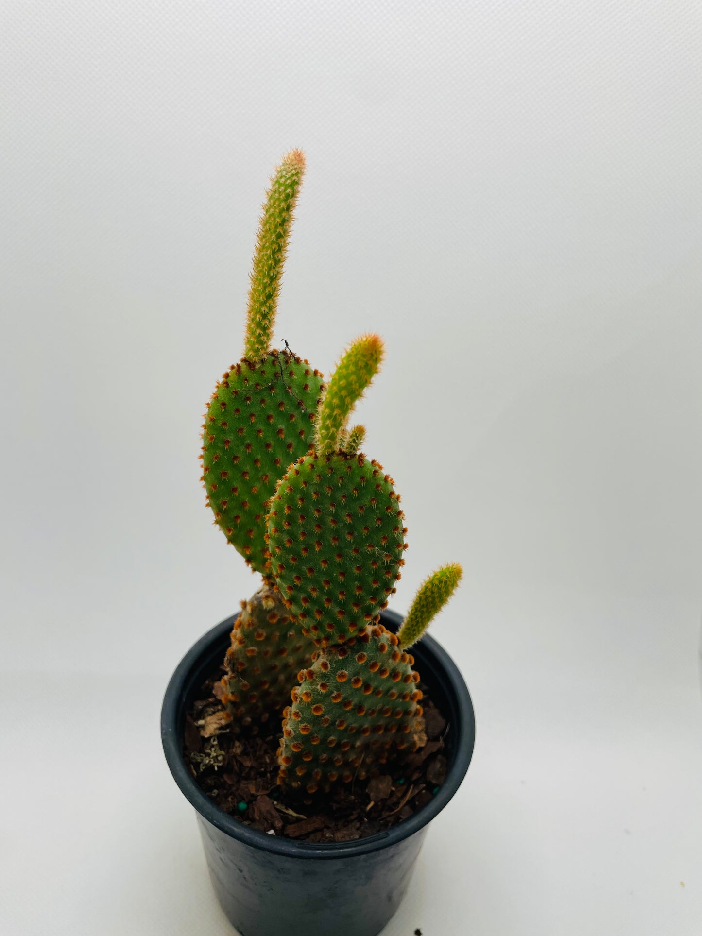 Bunny Ears cactus 4” pot