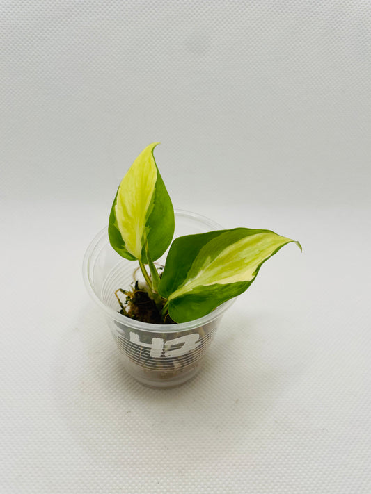 Philodendron Silver Stripe #42