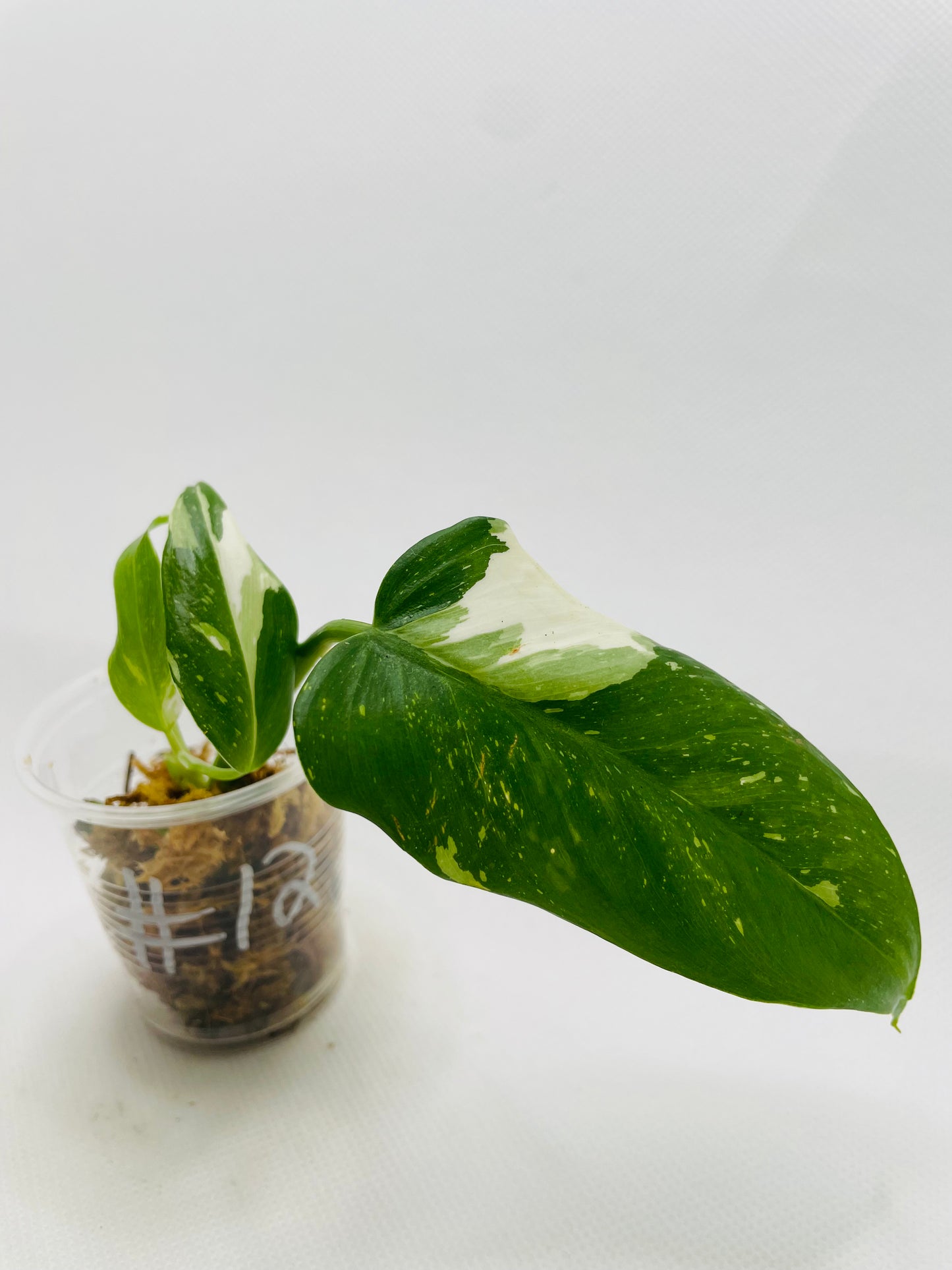 Philodendron White Princess #12