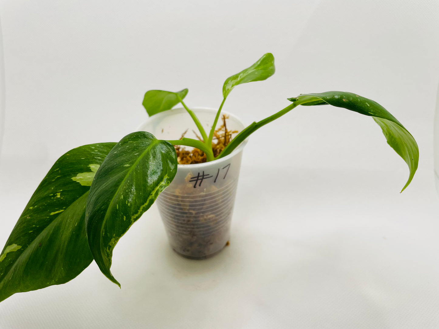 Philodendron White Princess #17