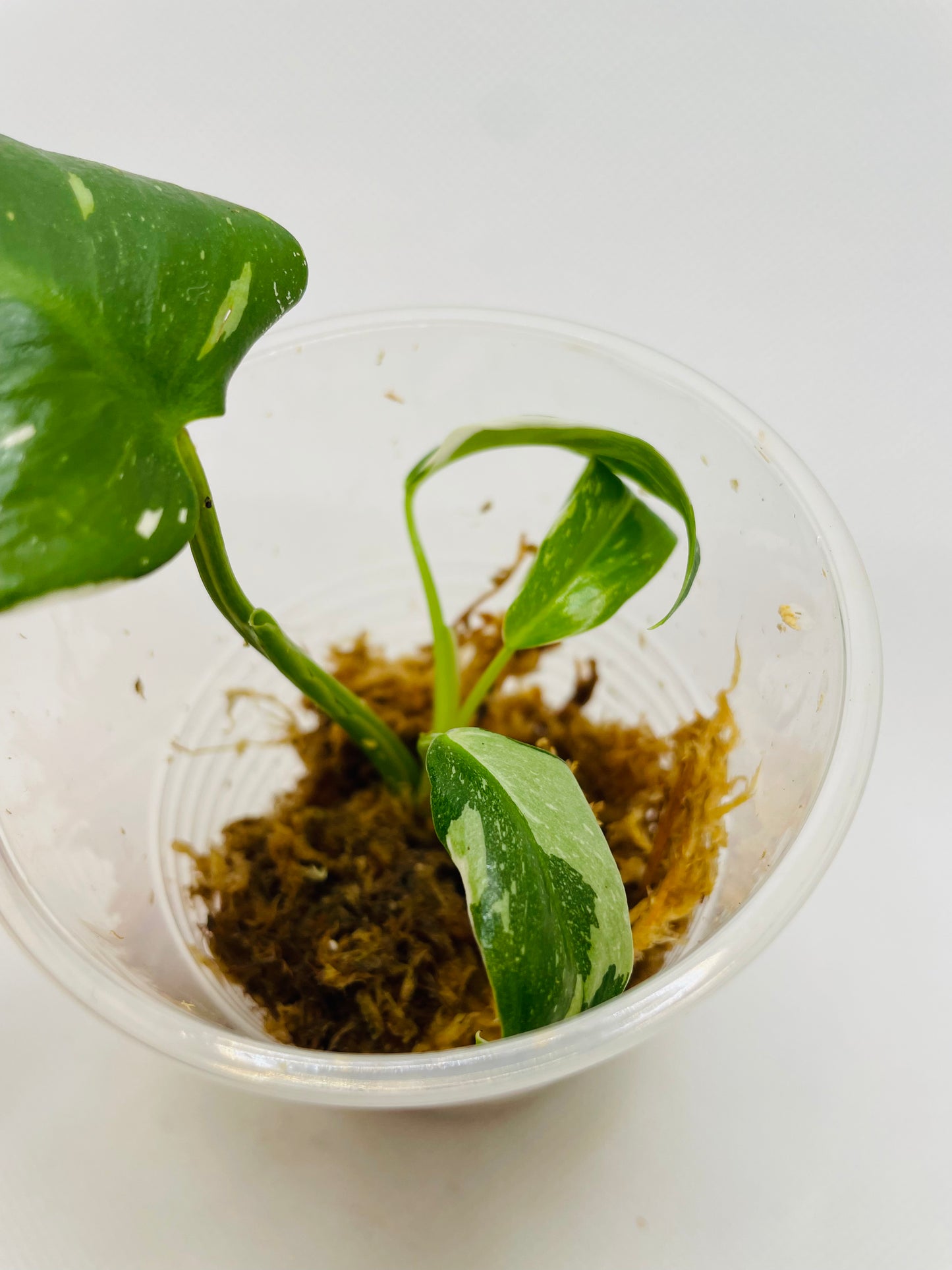 Philodendron White Princess #33