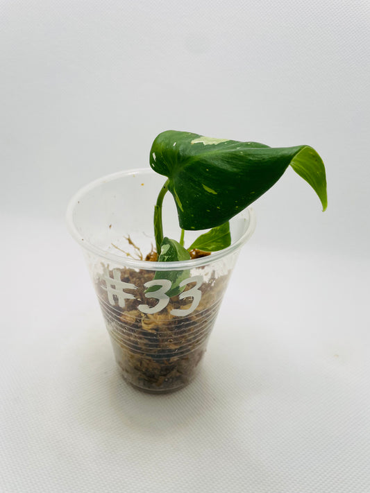 Philodendron White Princess #33