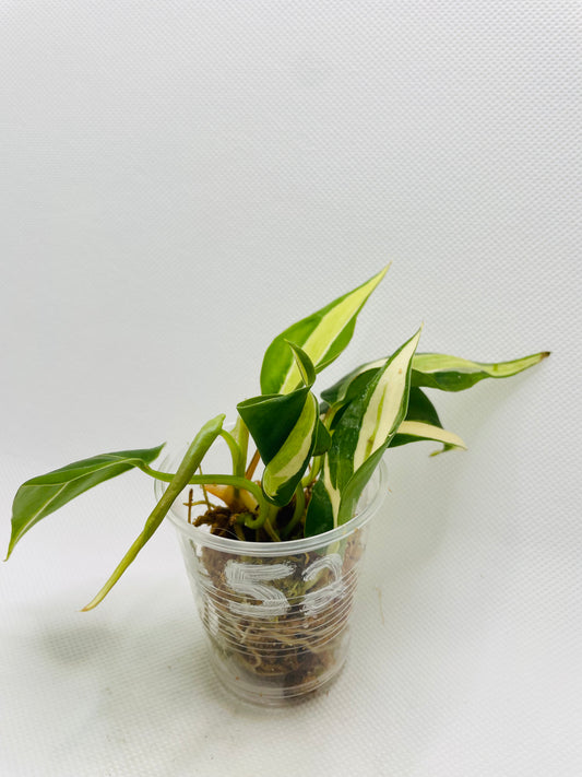 Philodendron Silver Stripe #52