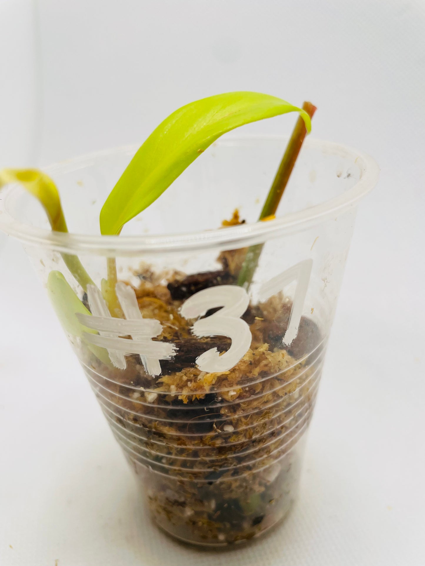 Philodendron Lemon Lime #37