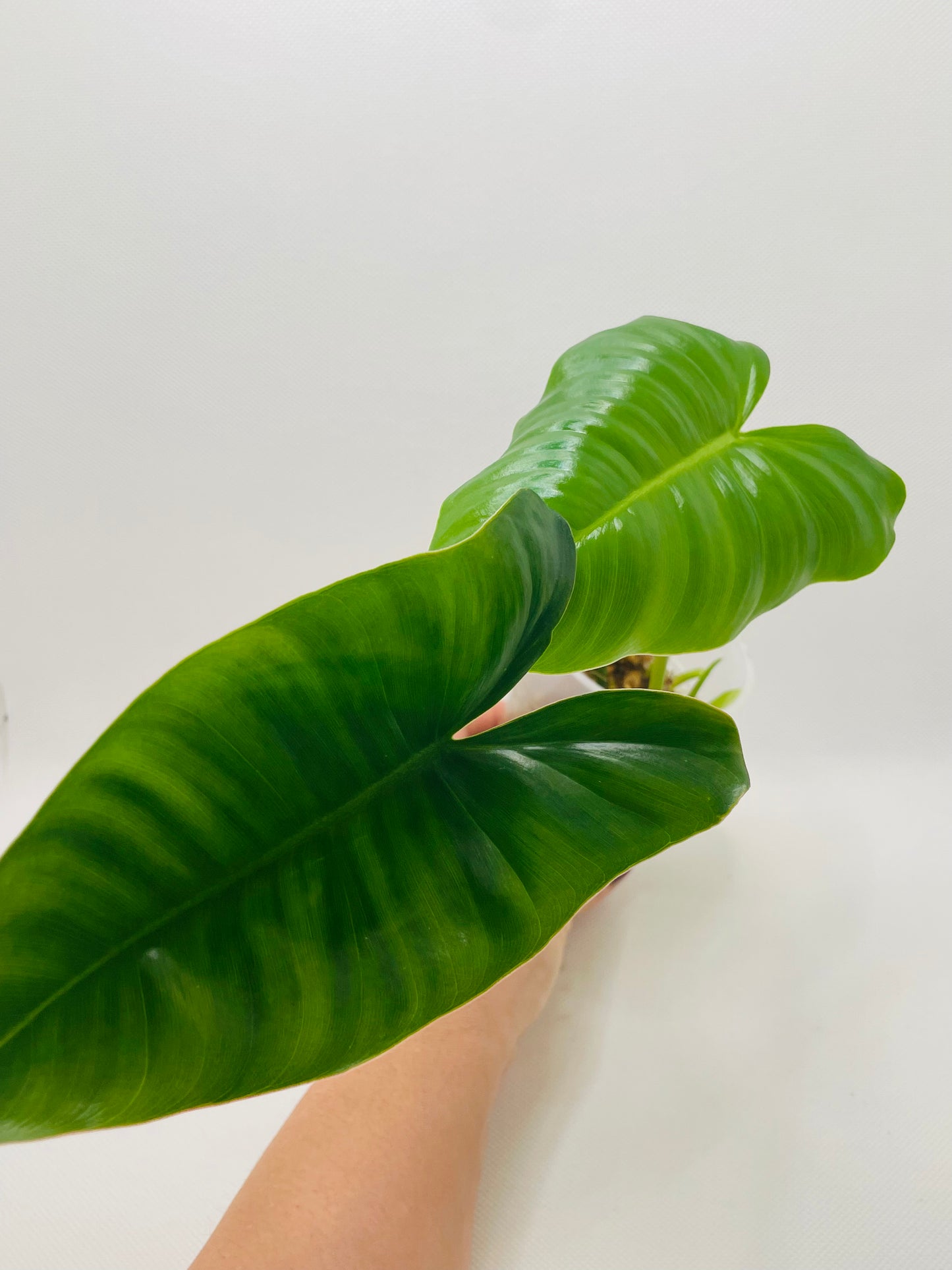 Philodendron Burle Marx (reverted) #38