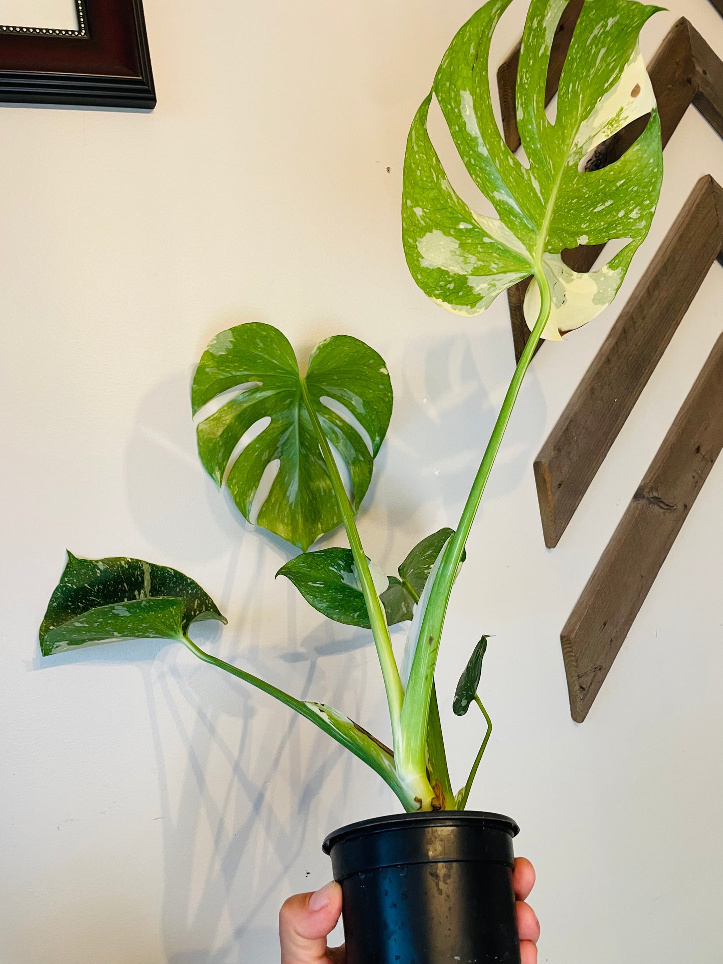 Monstera Thai Constellation