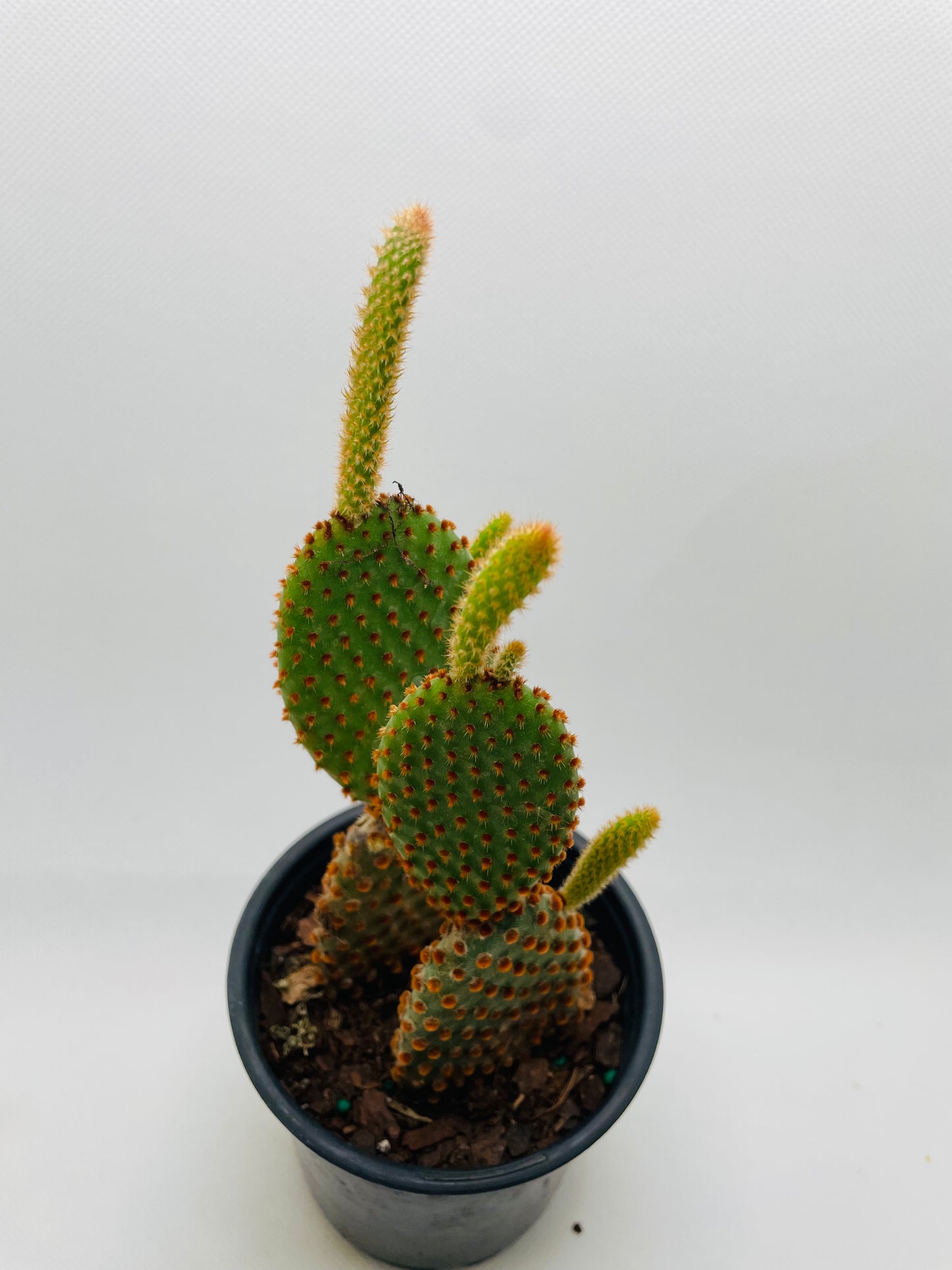 Bunny Ears cactus 4” pot