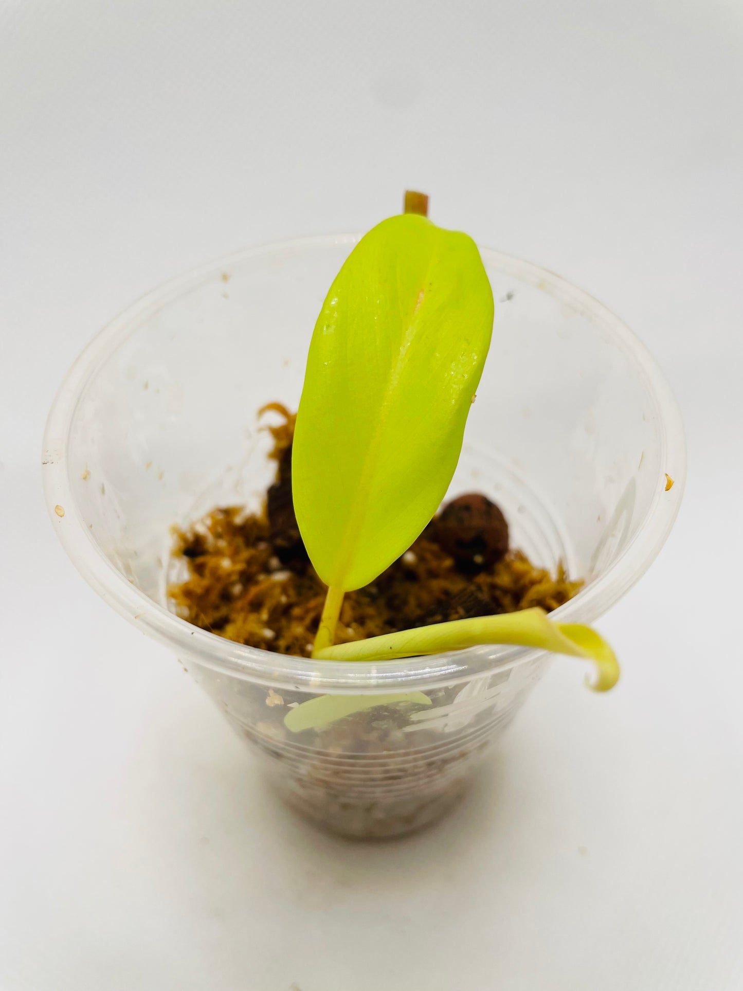 Philodendron Lemon Lime #37