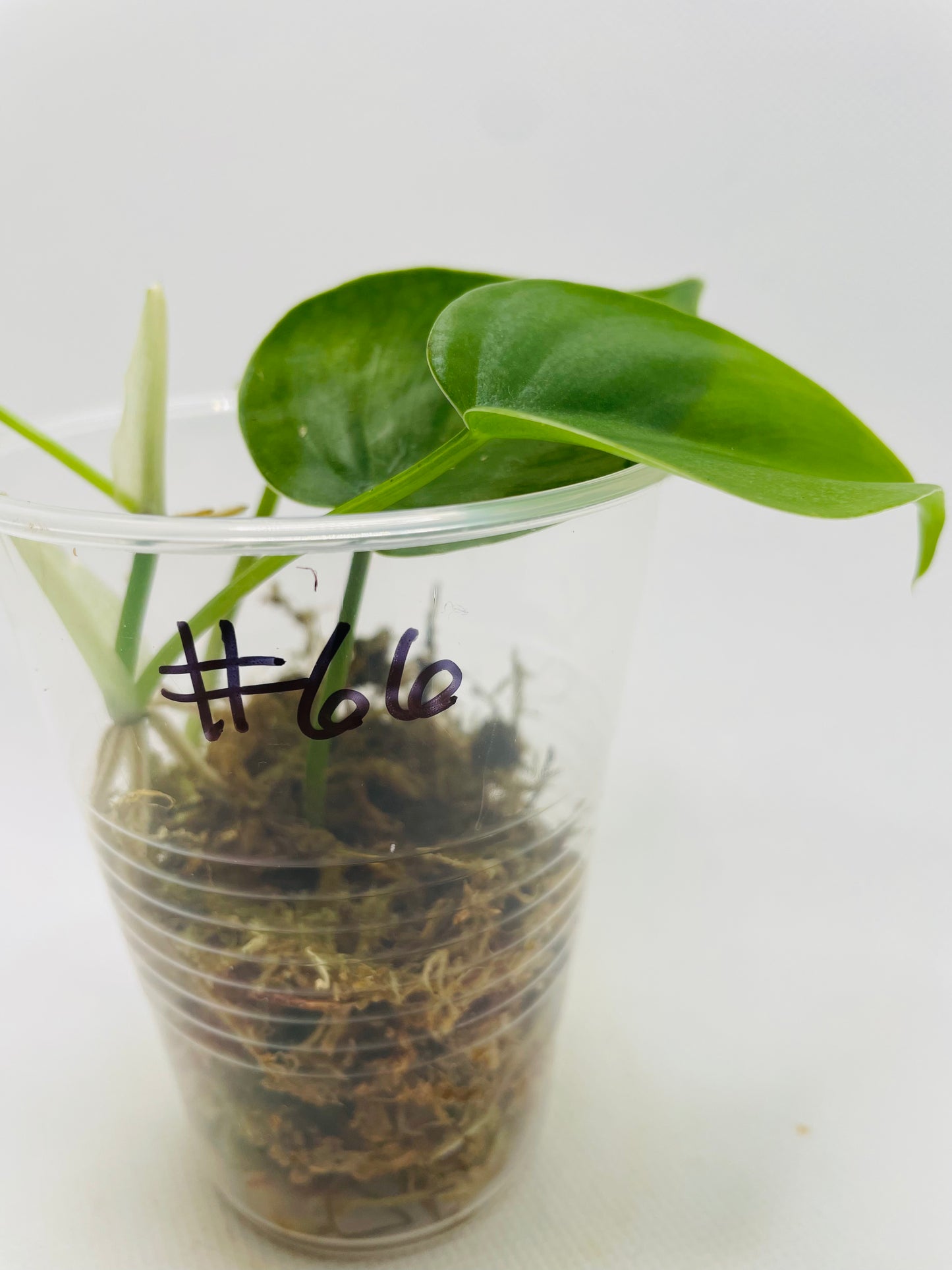 Philodendron Heartleaf #66