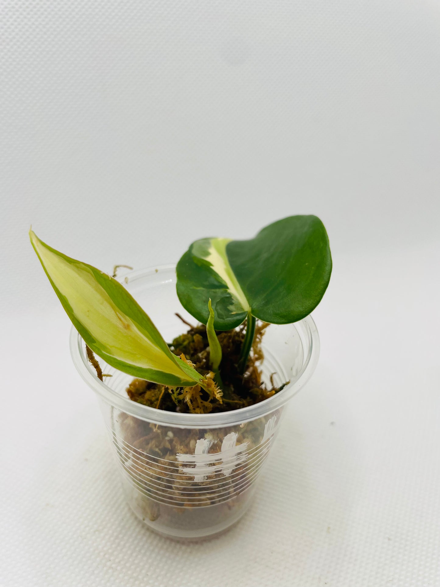 Philodendron Silver Stripe #45