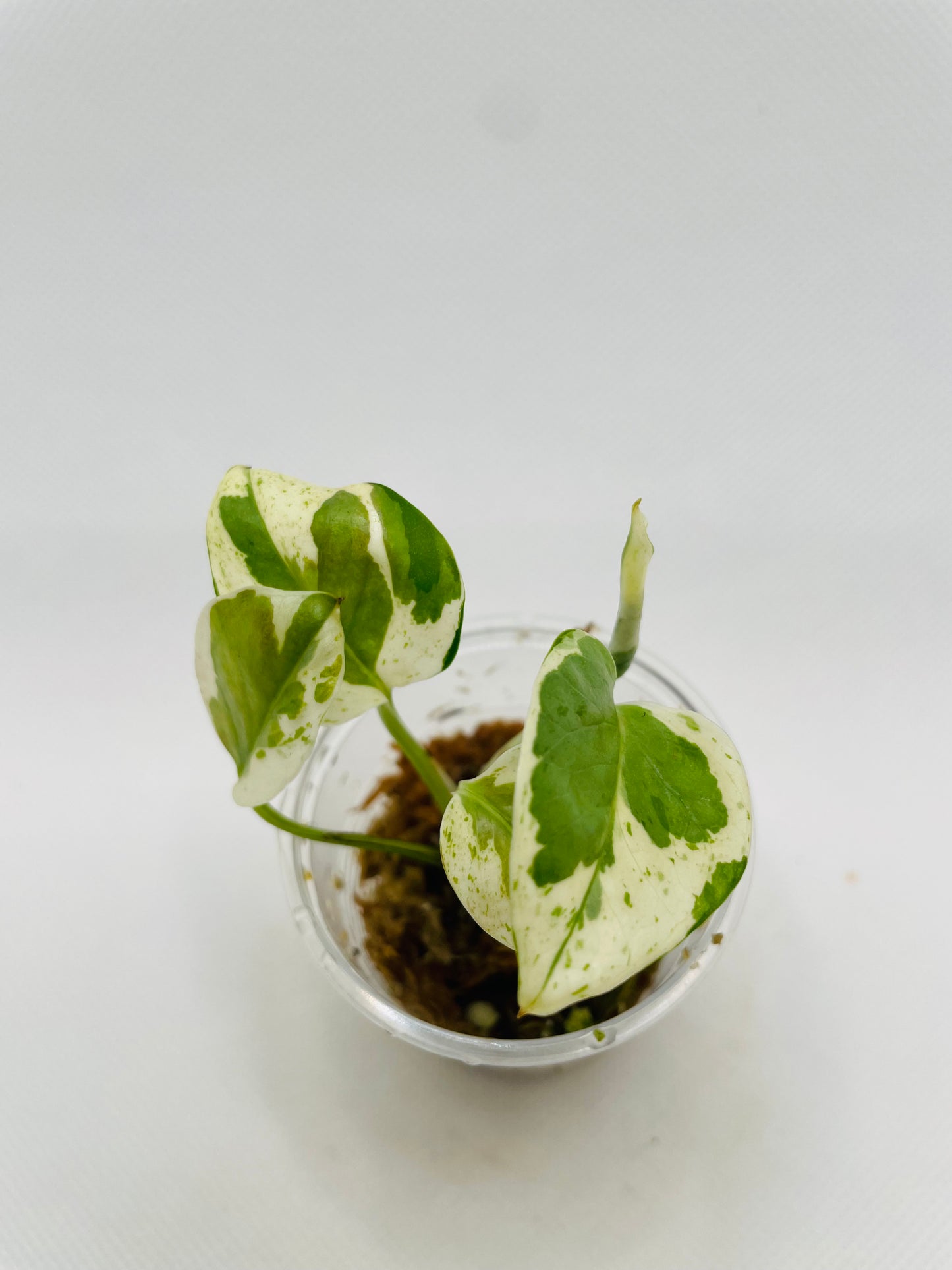 Pearl N Jade Pothos #87