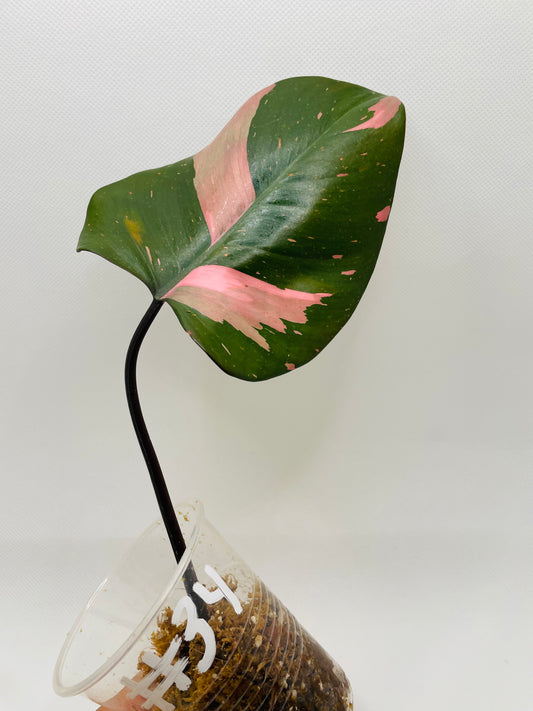 Philodendron Pink Princess #34