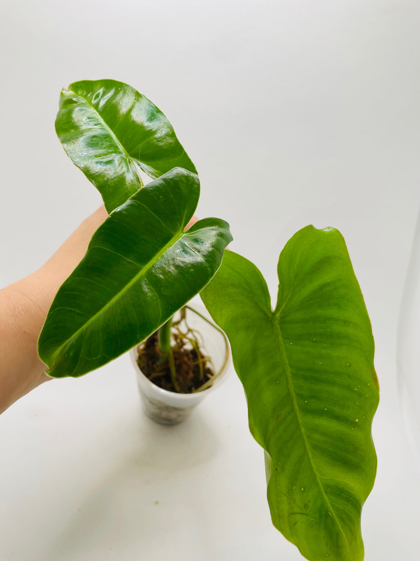 Philodendron Burle Marx #60