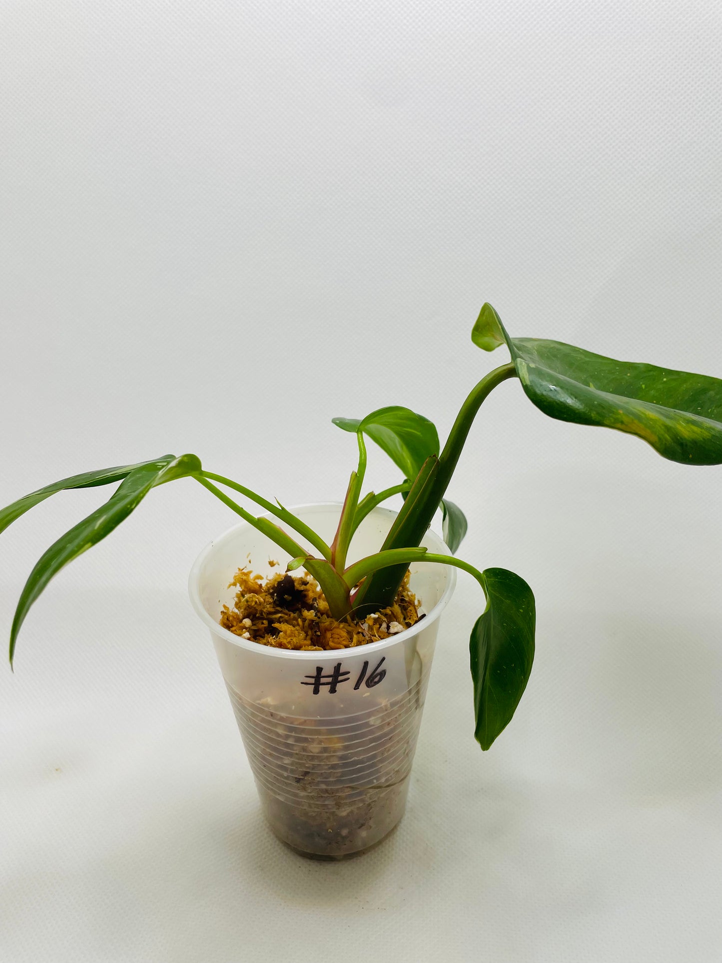 Philodendron White Princess #16