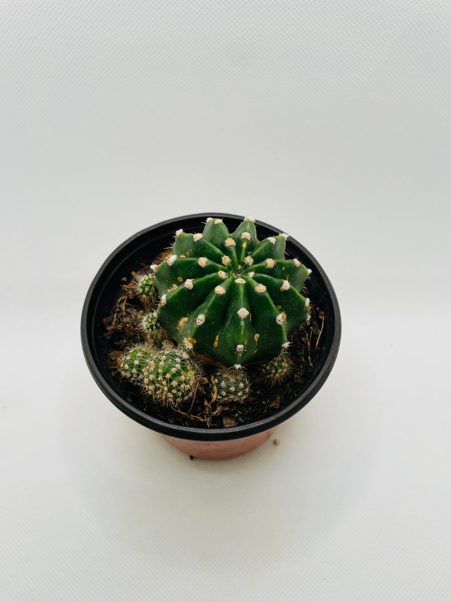 Easter Lily cactus 4” pot