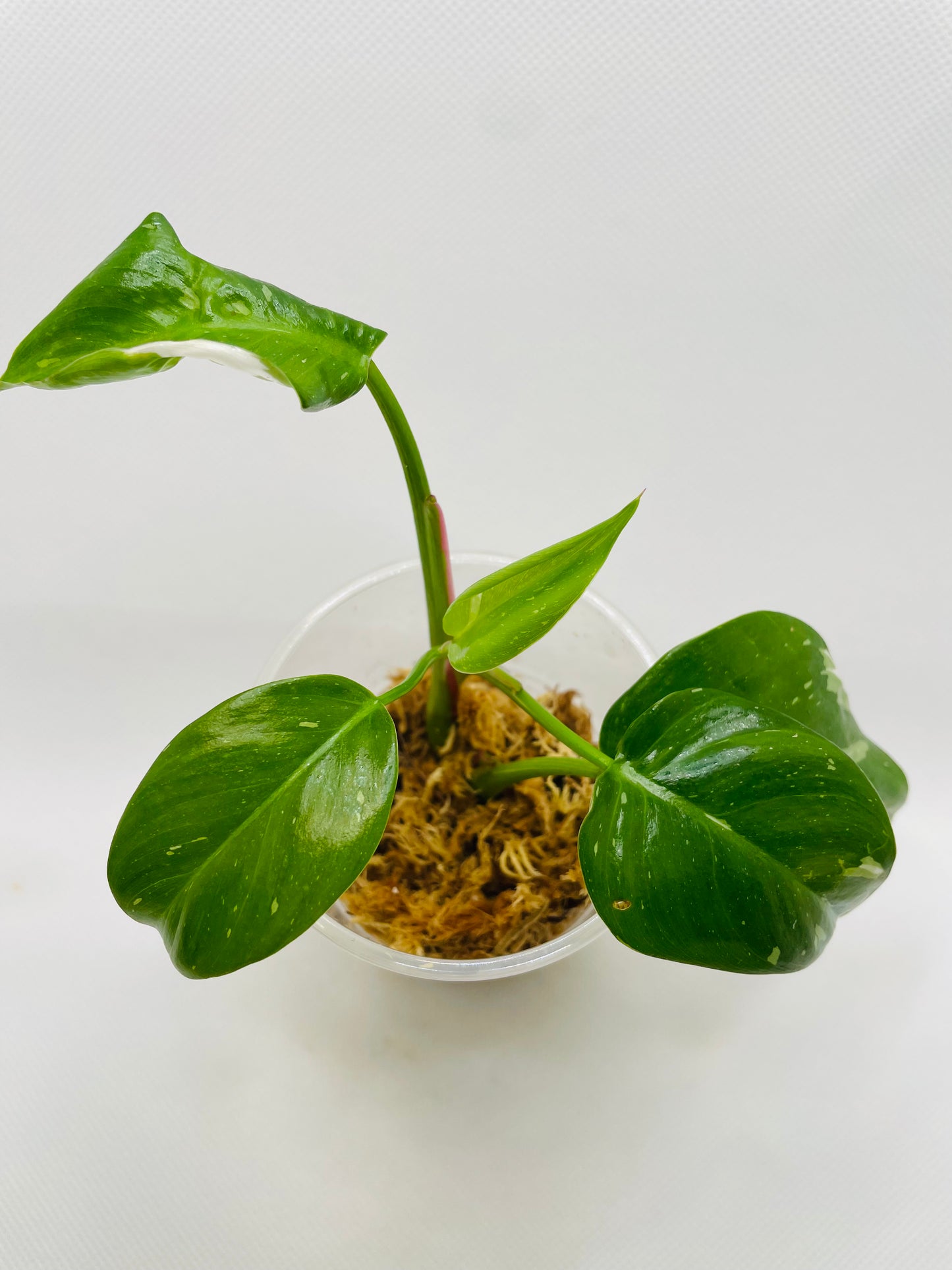 Philodendron White Princess #15